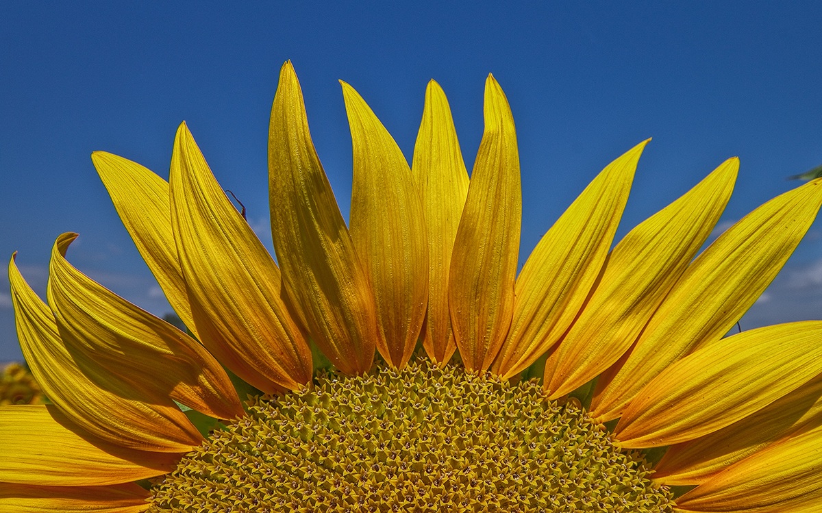 girasole