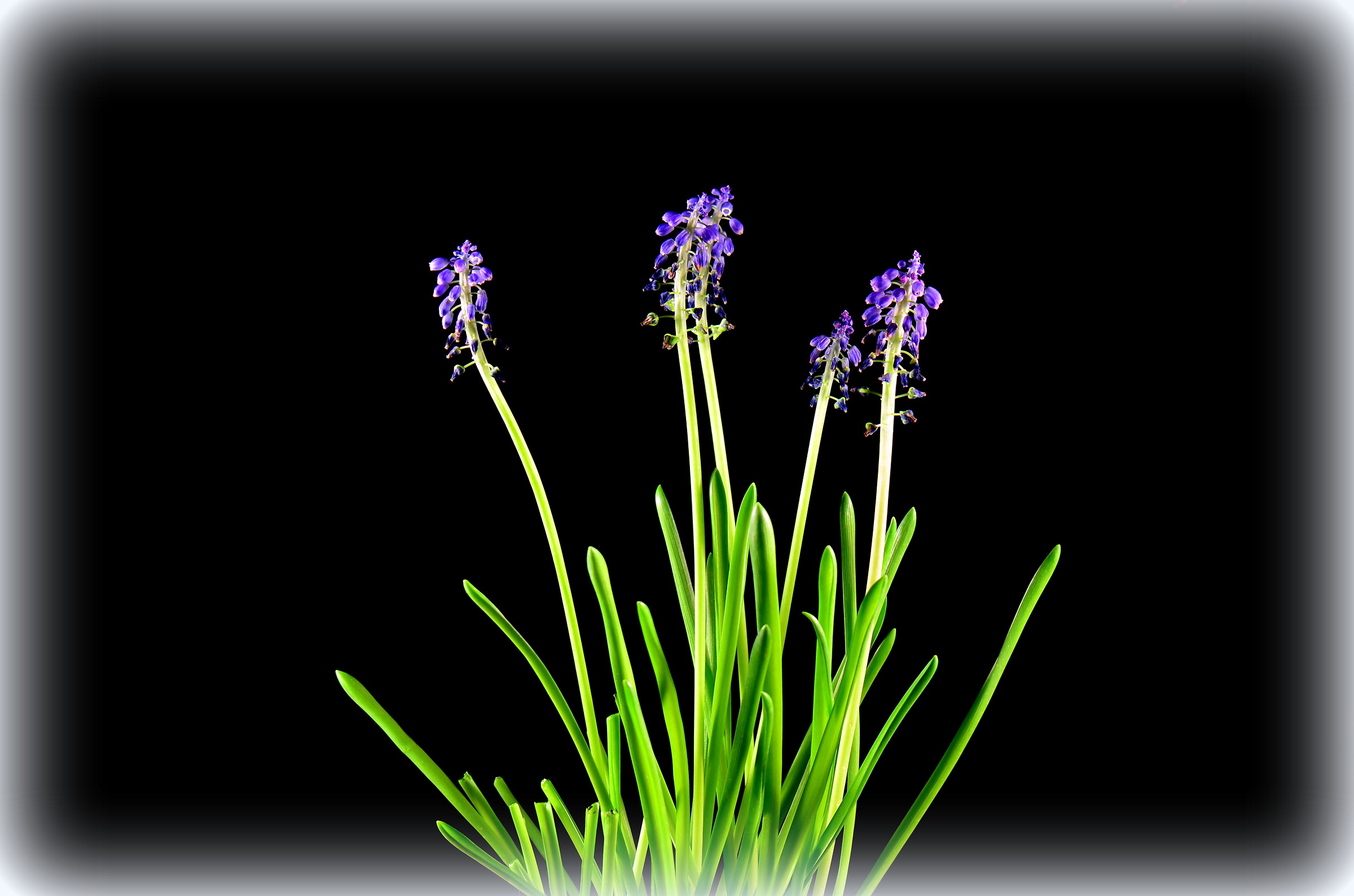 Liliacea muscari