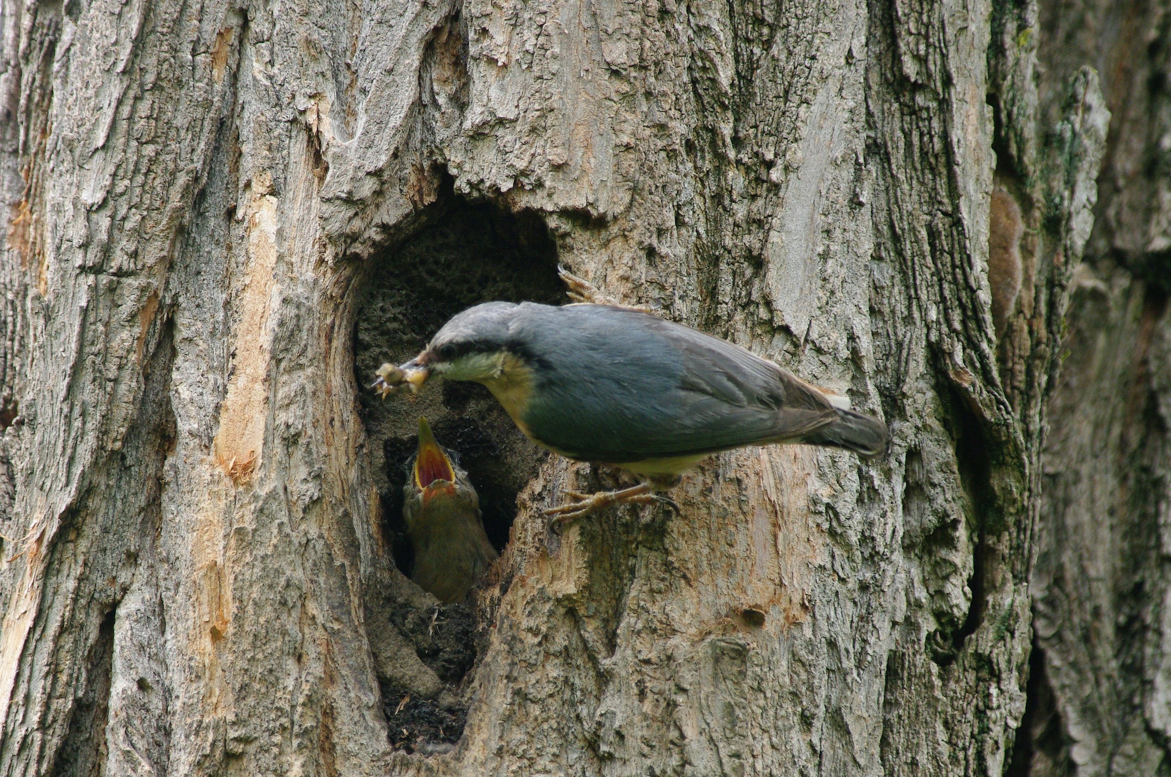 nuthatch