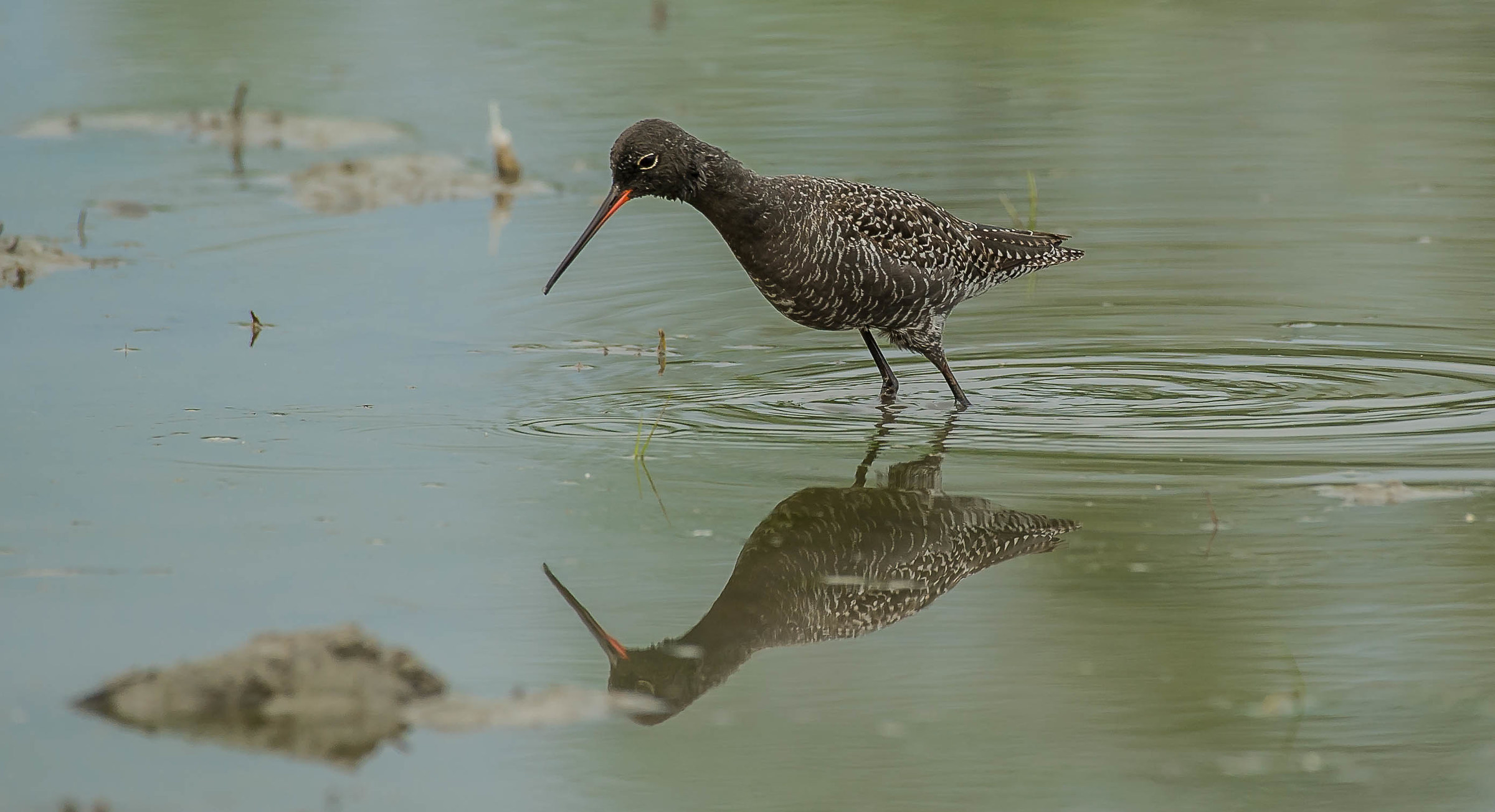 tutanèn (totano moro)