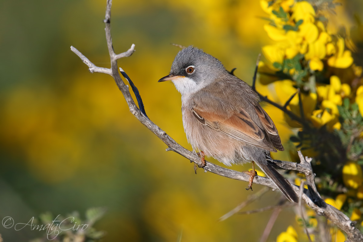 Sterpazzola di Sardegna