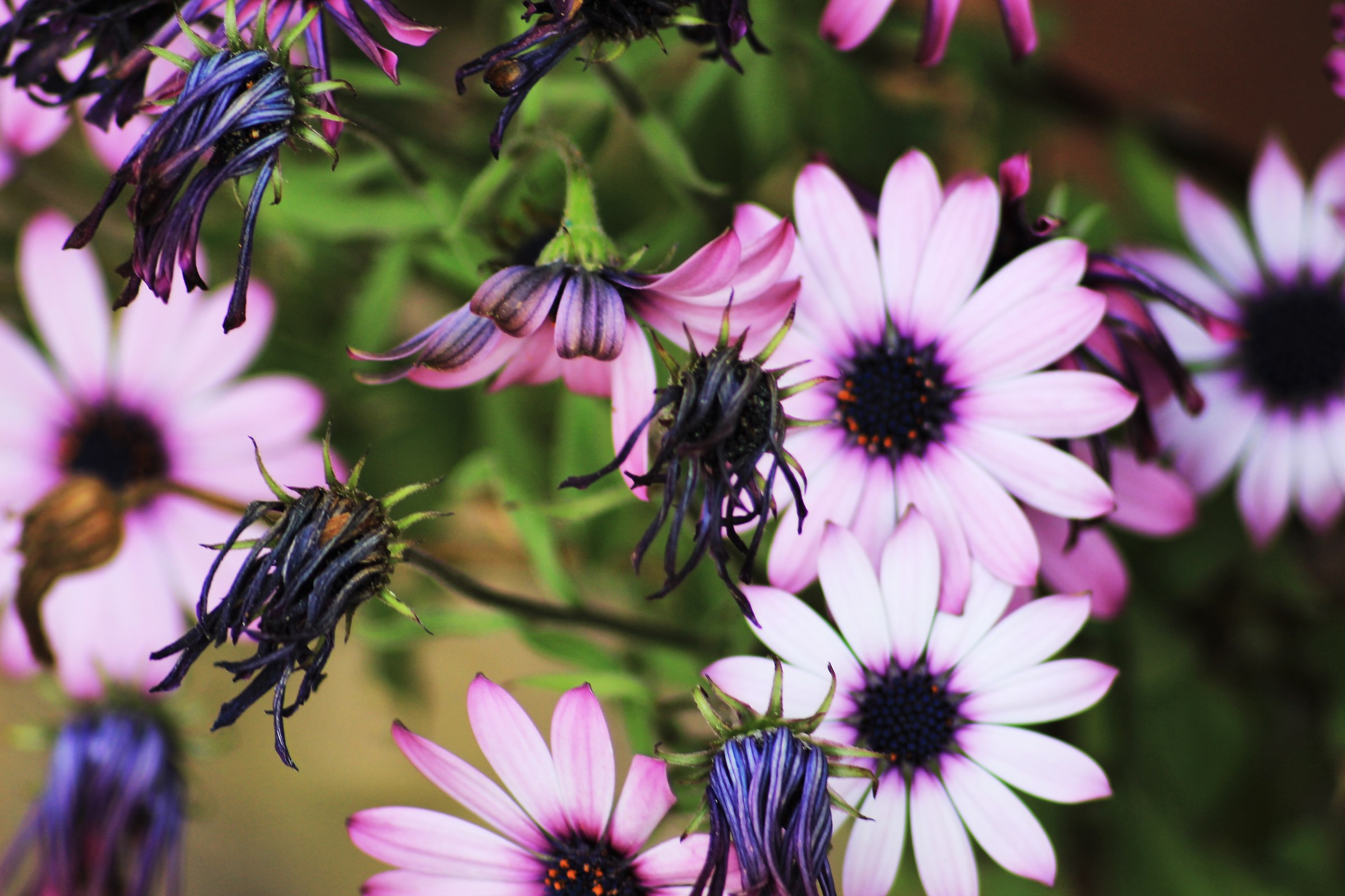 The beauty of life and death