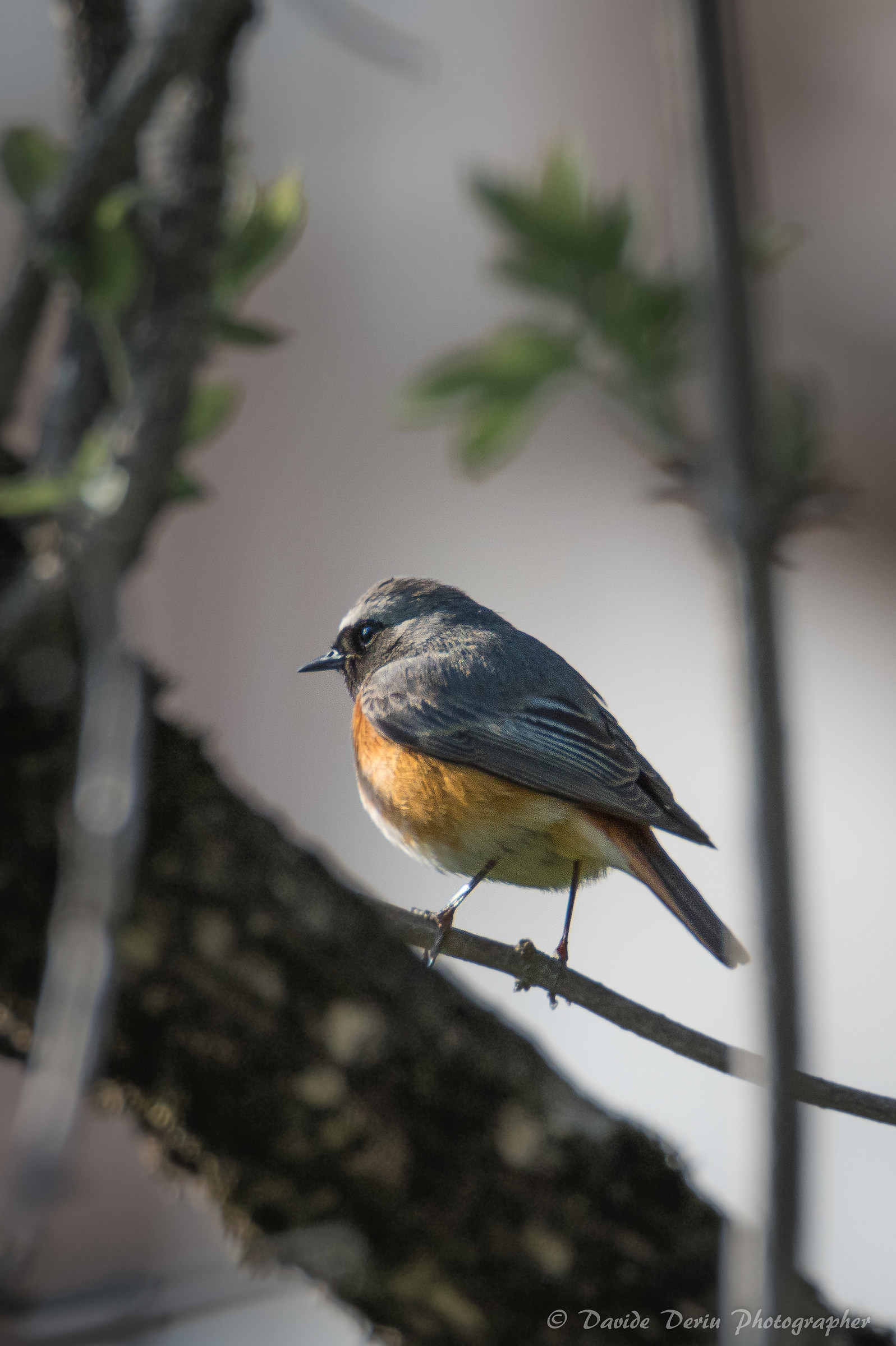 Redstart