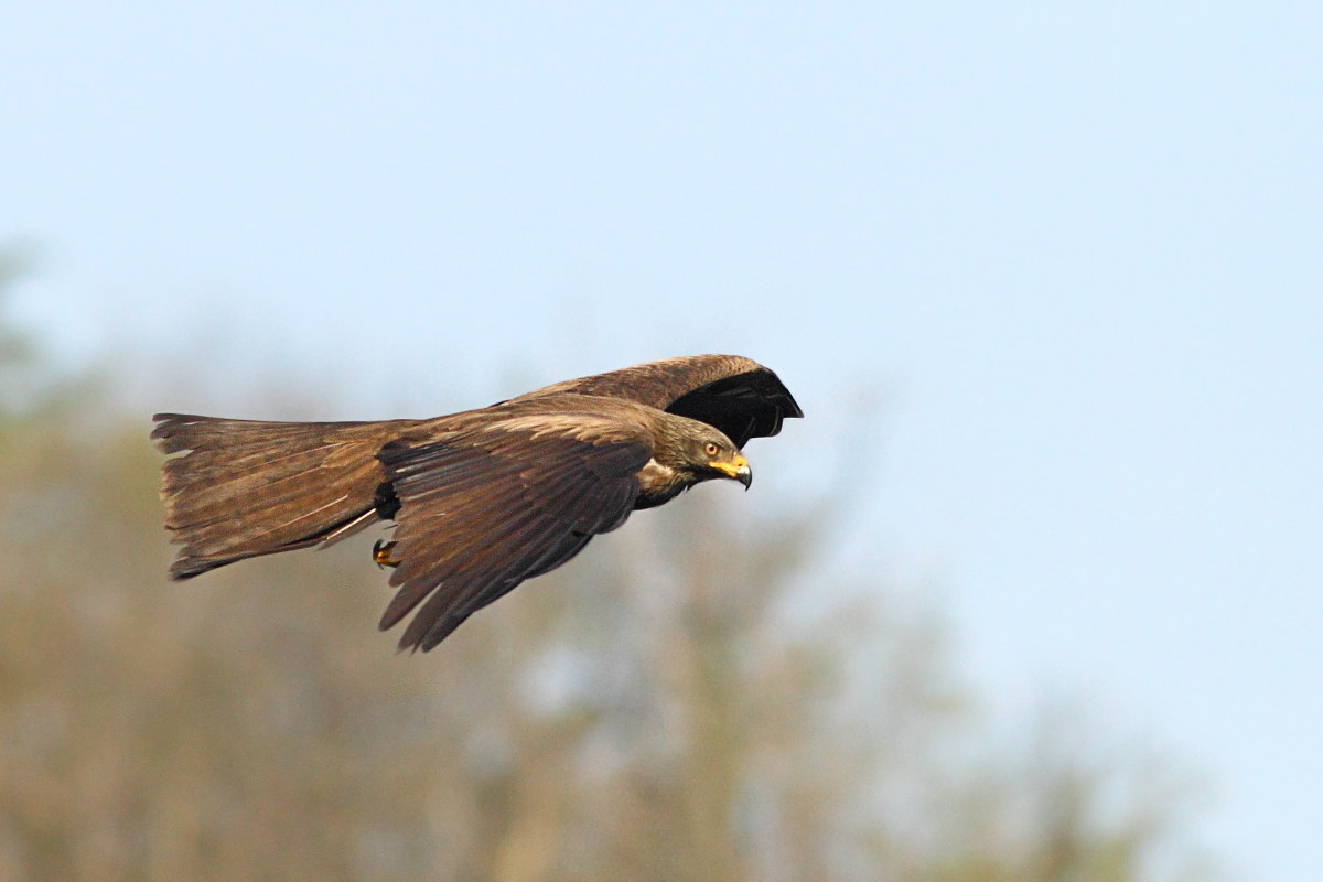 Black Kite