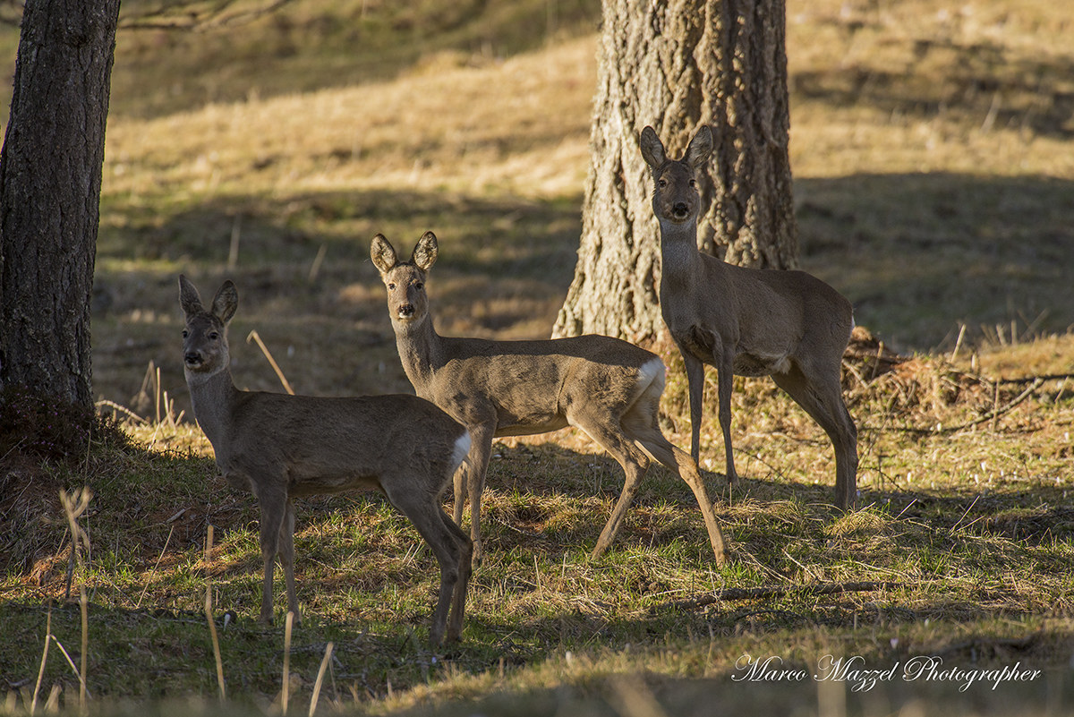 Roe under the last rays of sun