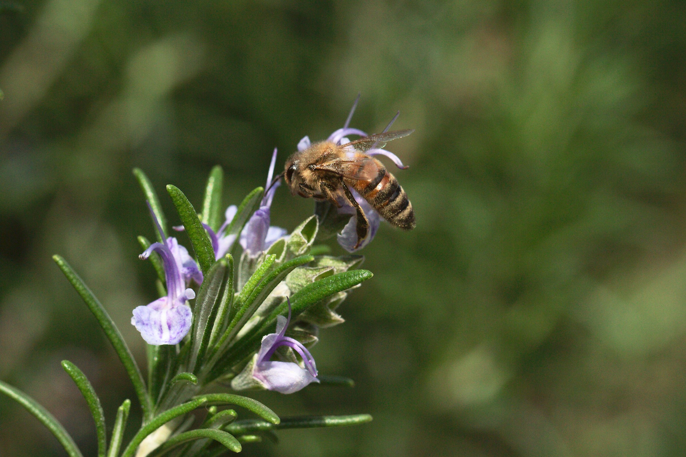 2° macro nel mio giardino