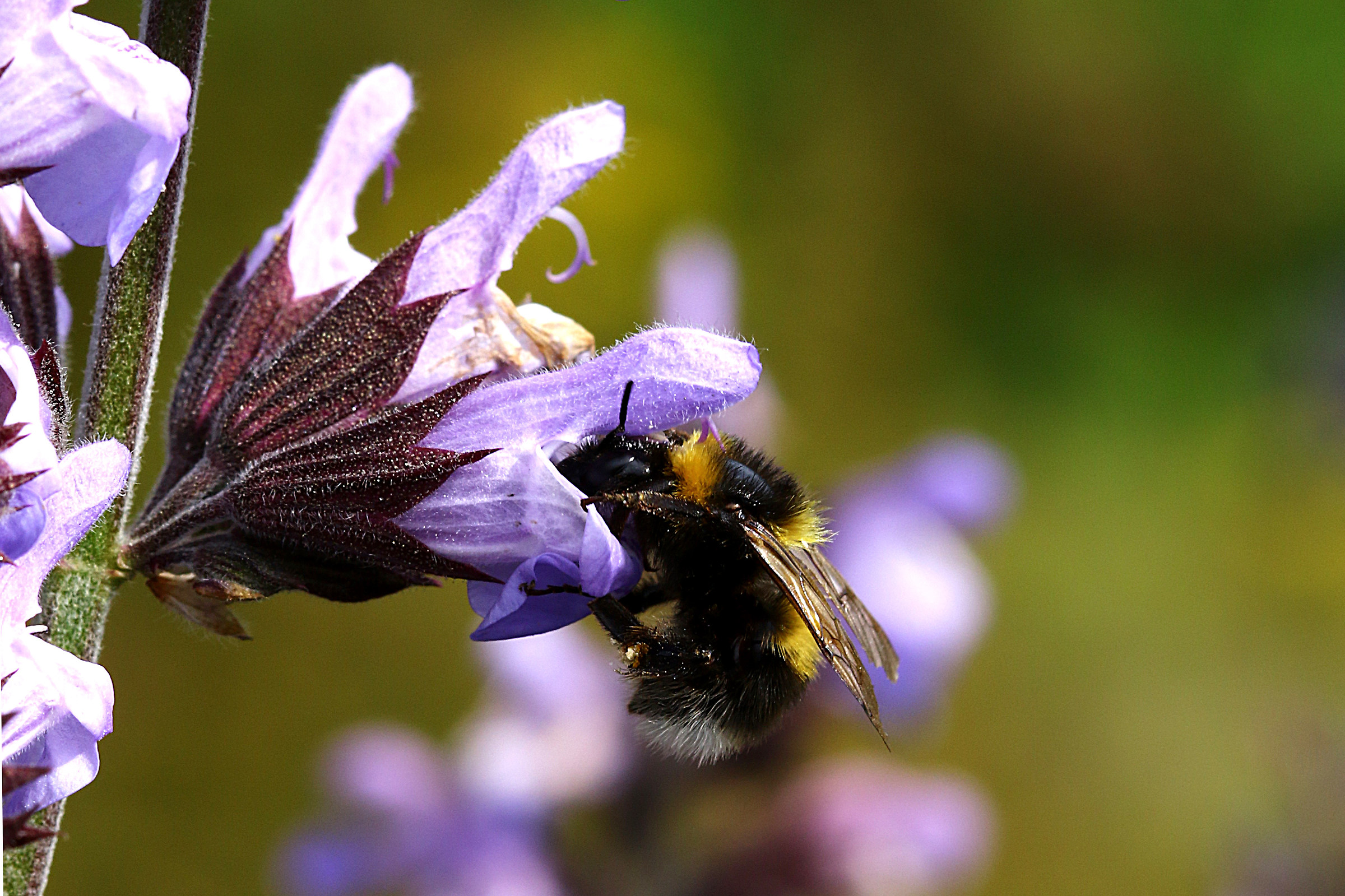 Sicily-Montargano (Mascali- ct).