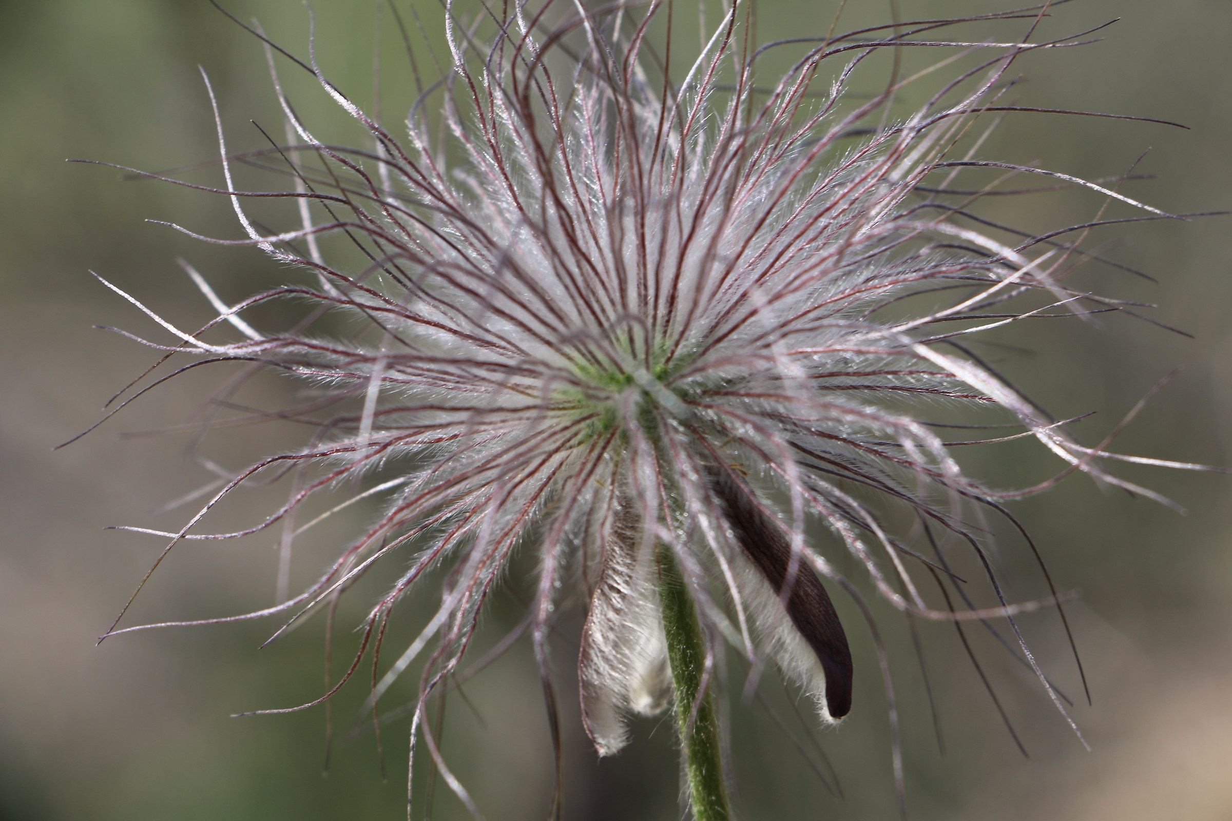 Easter bluebells faded