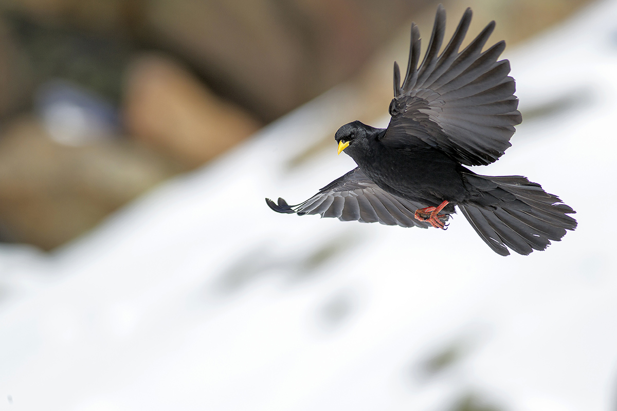 Alpine chough