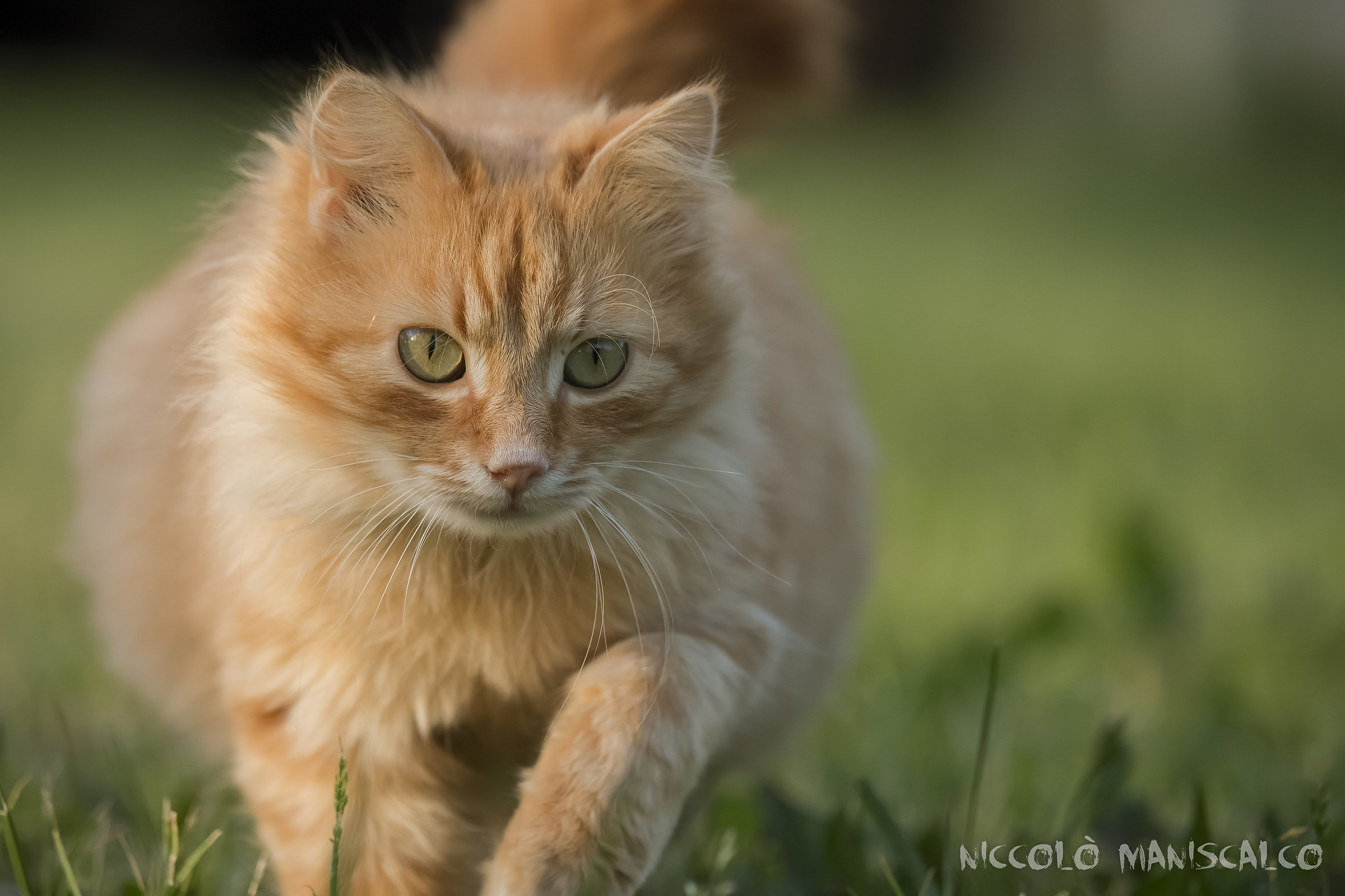 Giving birth of time to Milù