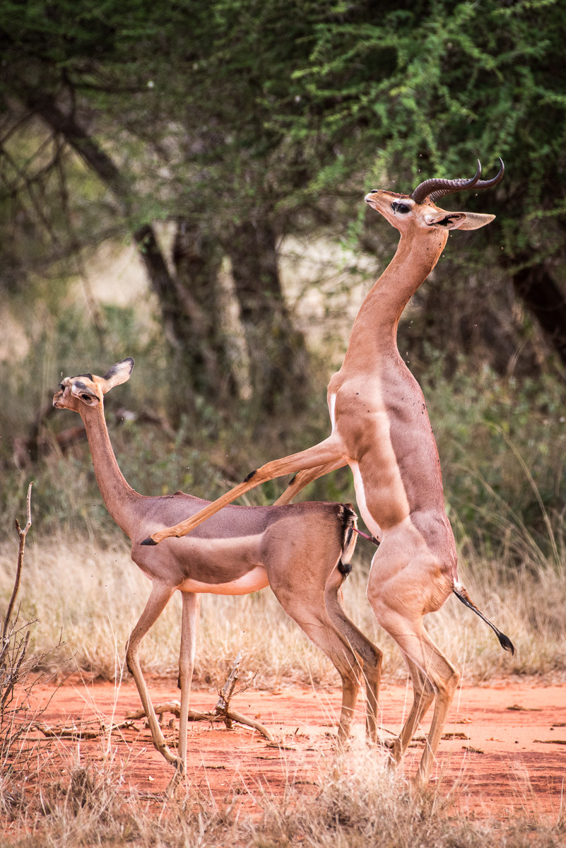 Gerenuk