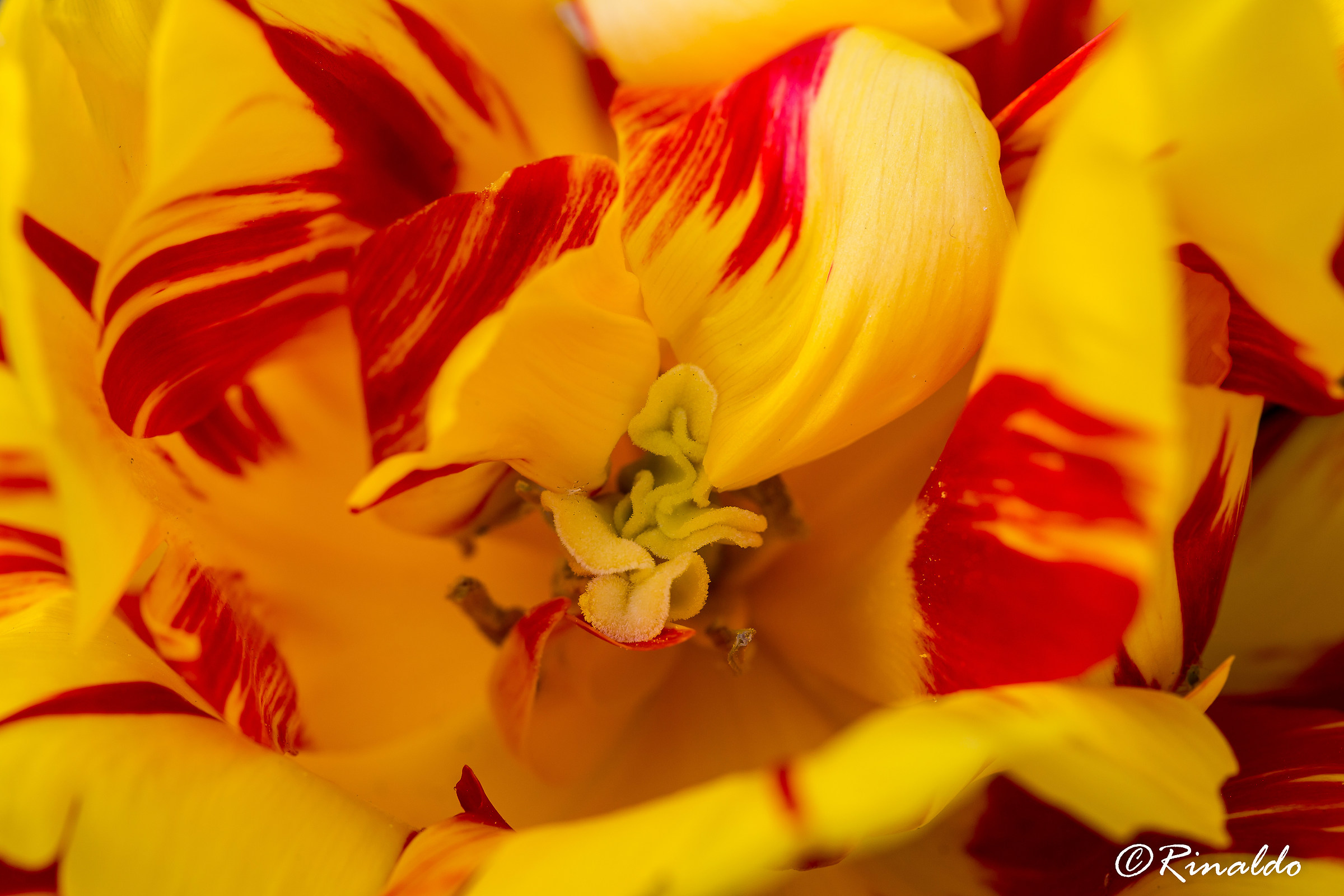 Spring, an explosion of colors