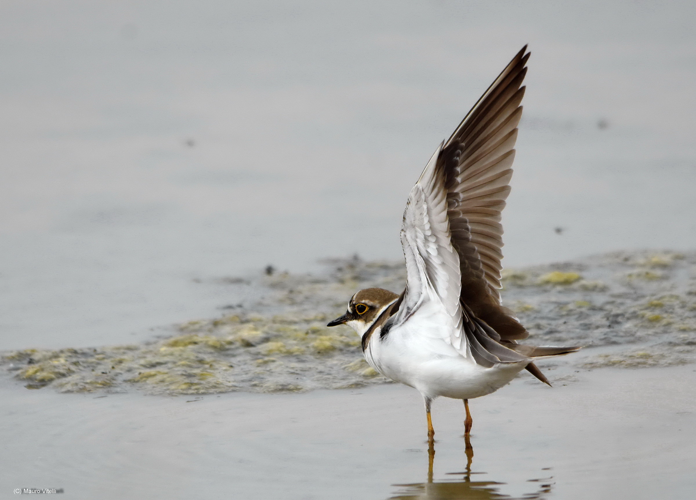 Corriere small departing