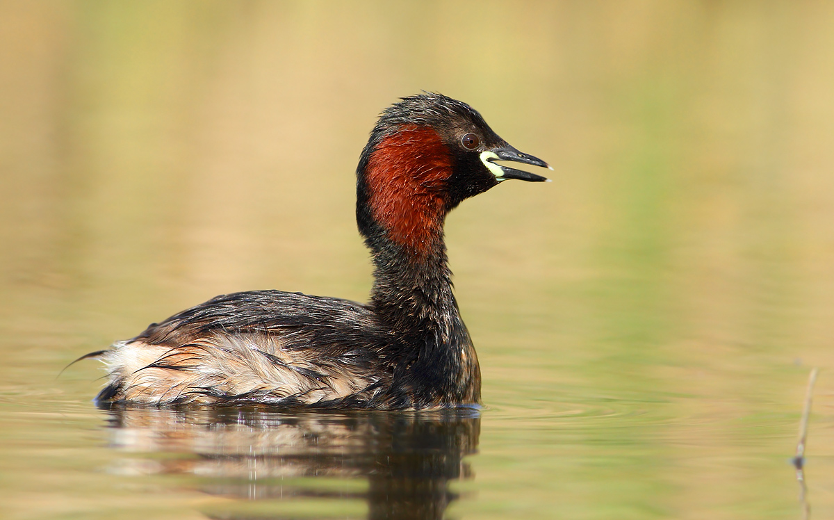 Little grebe
