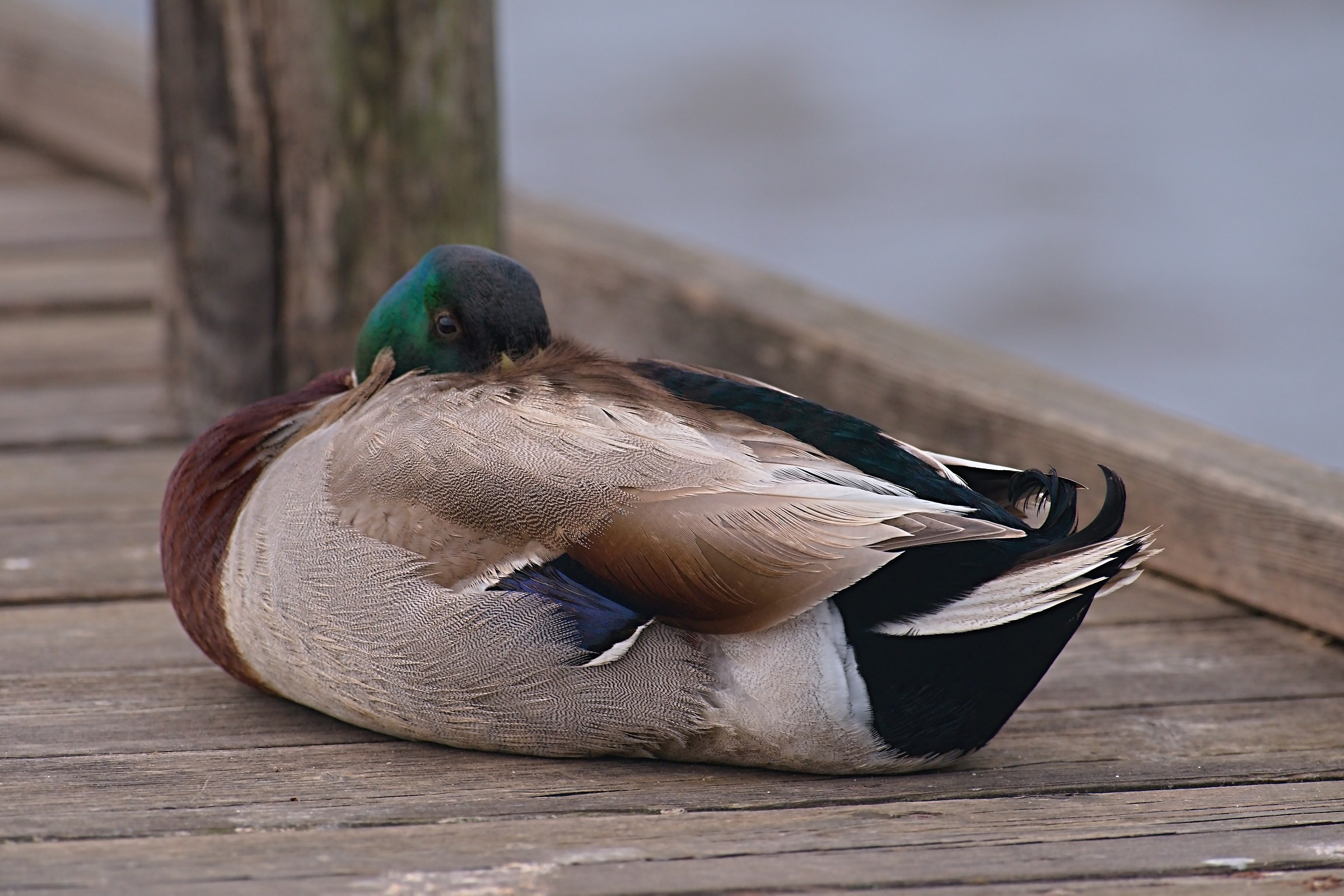 Germano dorme con l'occhio aperto