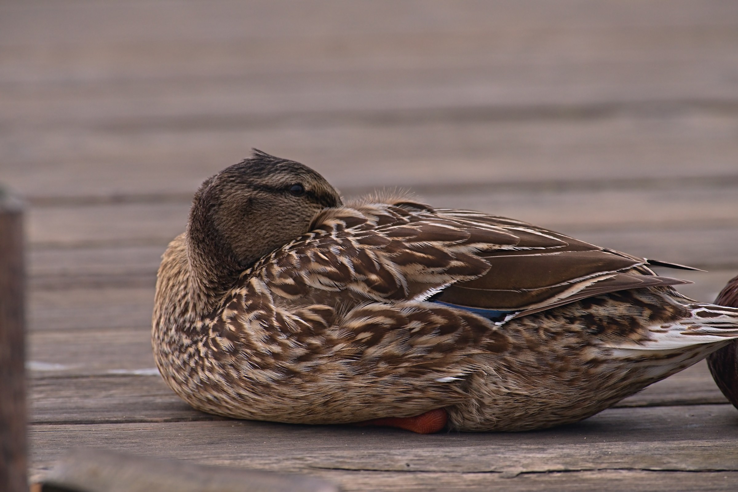 Il riposo della Germana