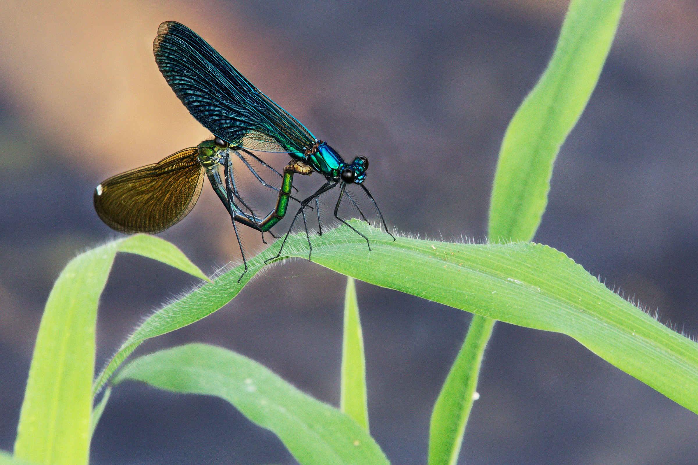 Calopteryx splendens male and female in love