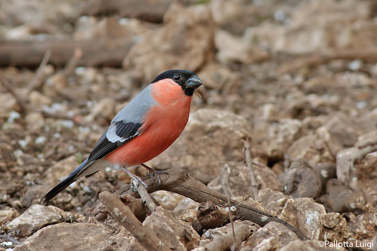 Bullfinch (Pyrrhula pyrrhula)