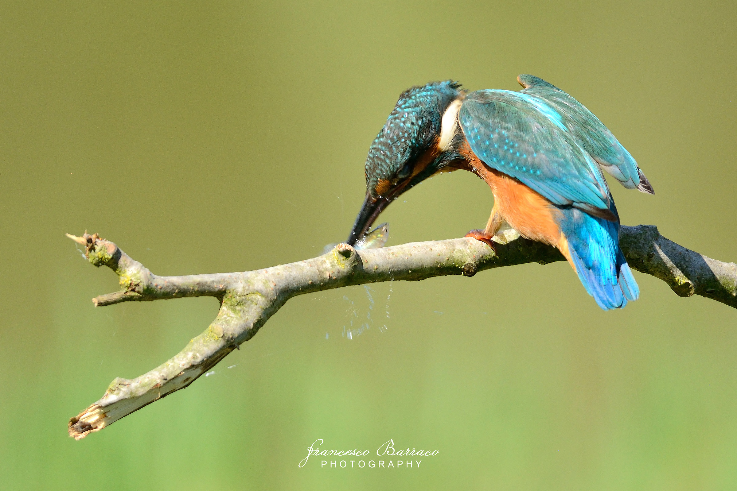 Kingfisher with prey