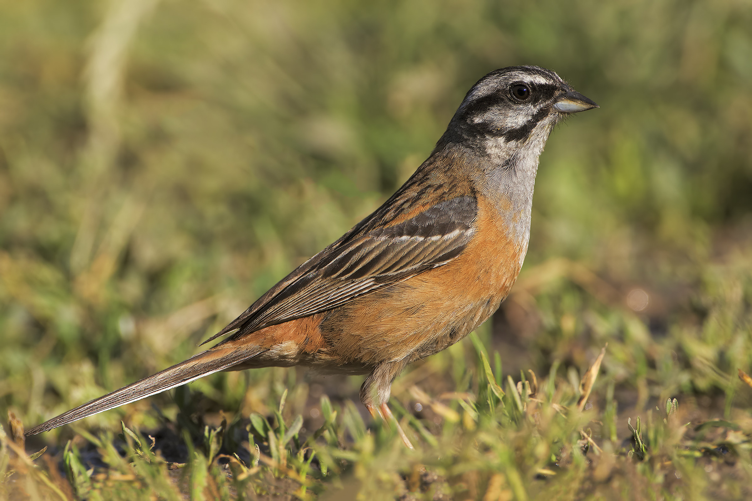 Rock Bunting