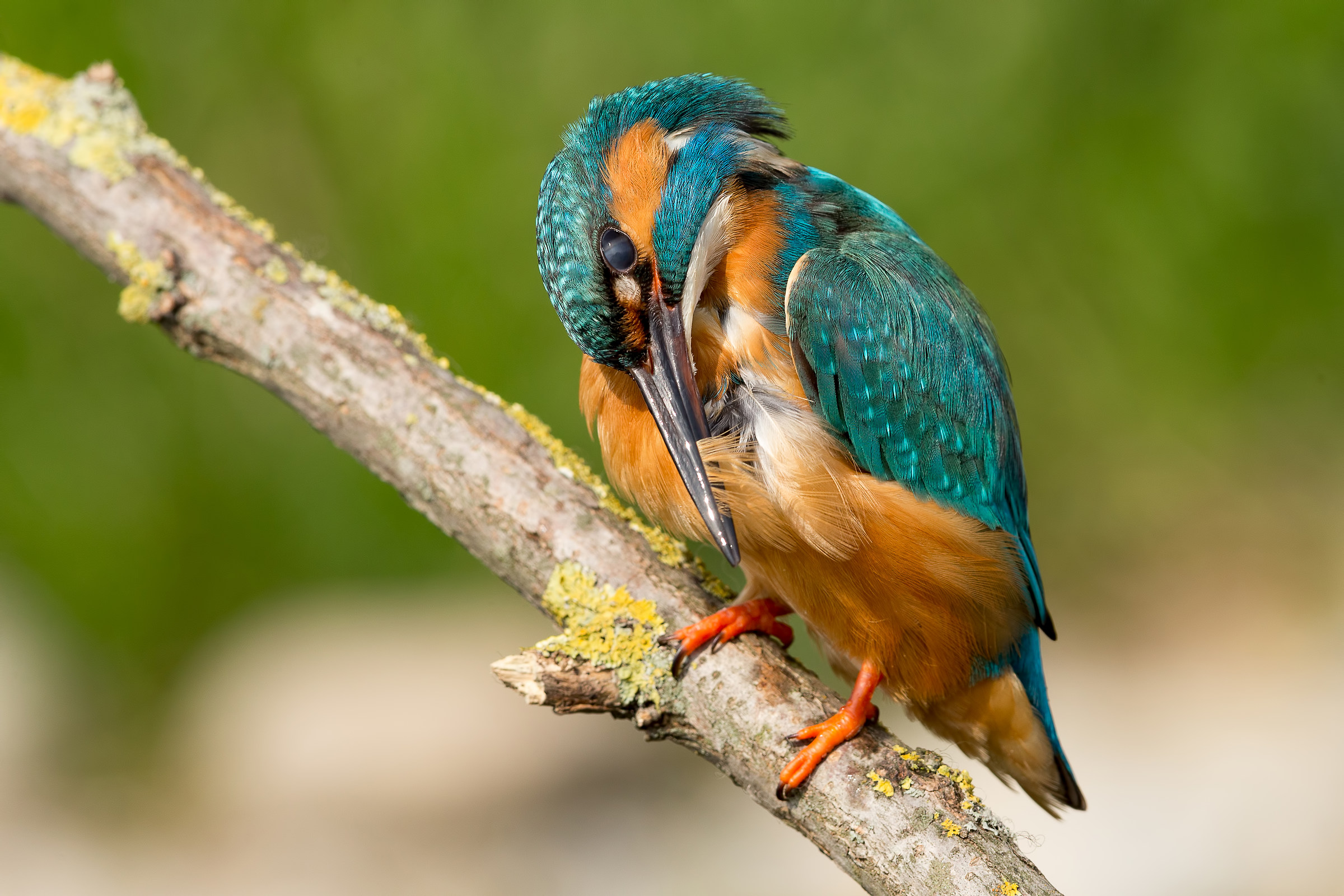 Pulizie di primavera