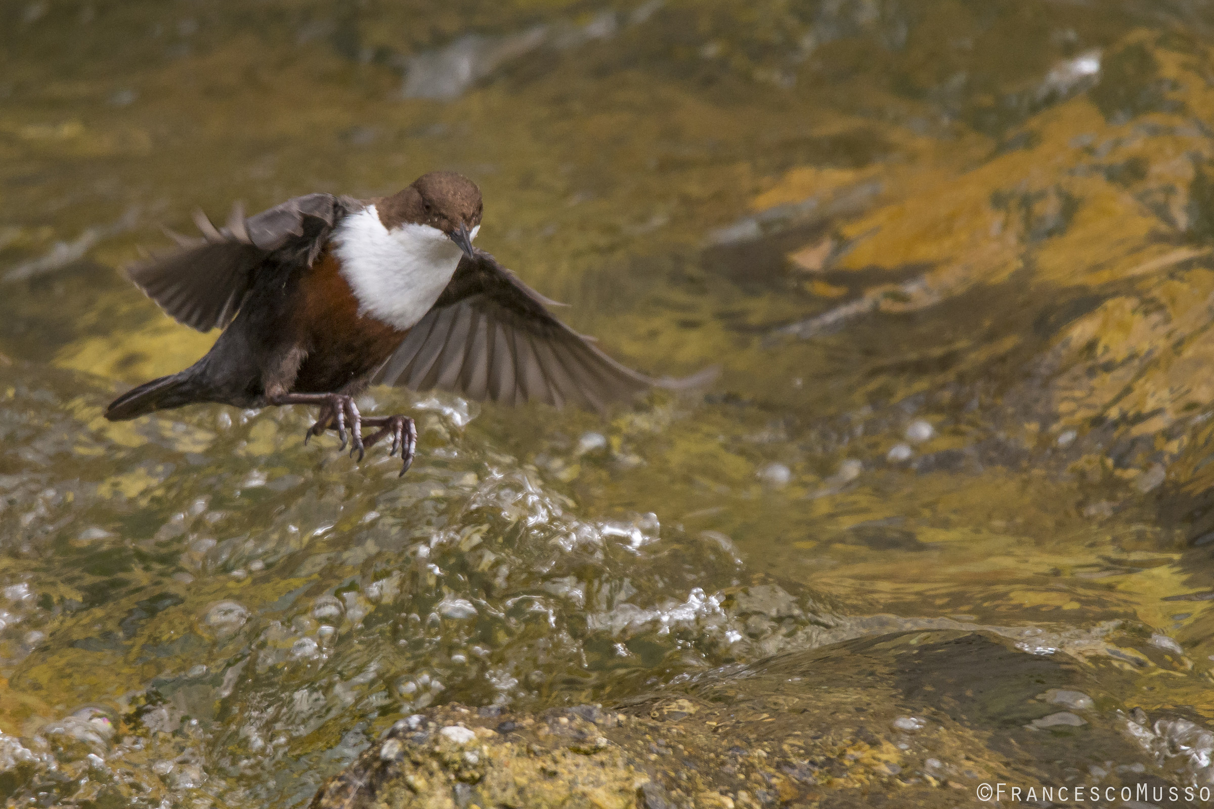 dipper