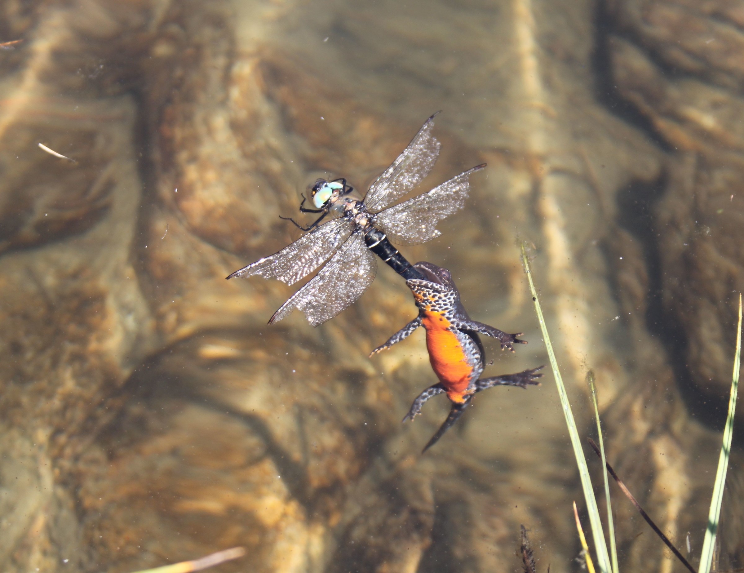 your death, vita mea