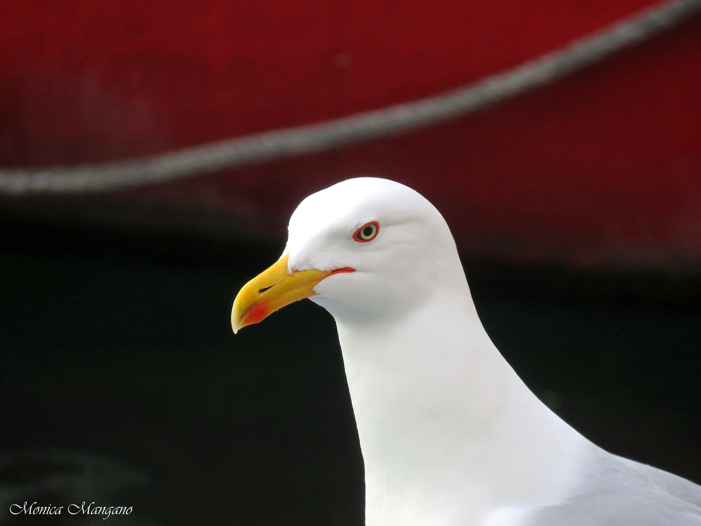 Gabbiano - Cassone, Lago di Garda
