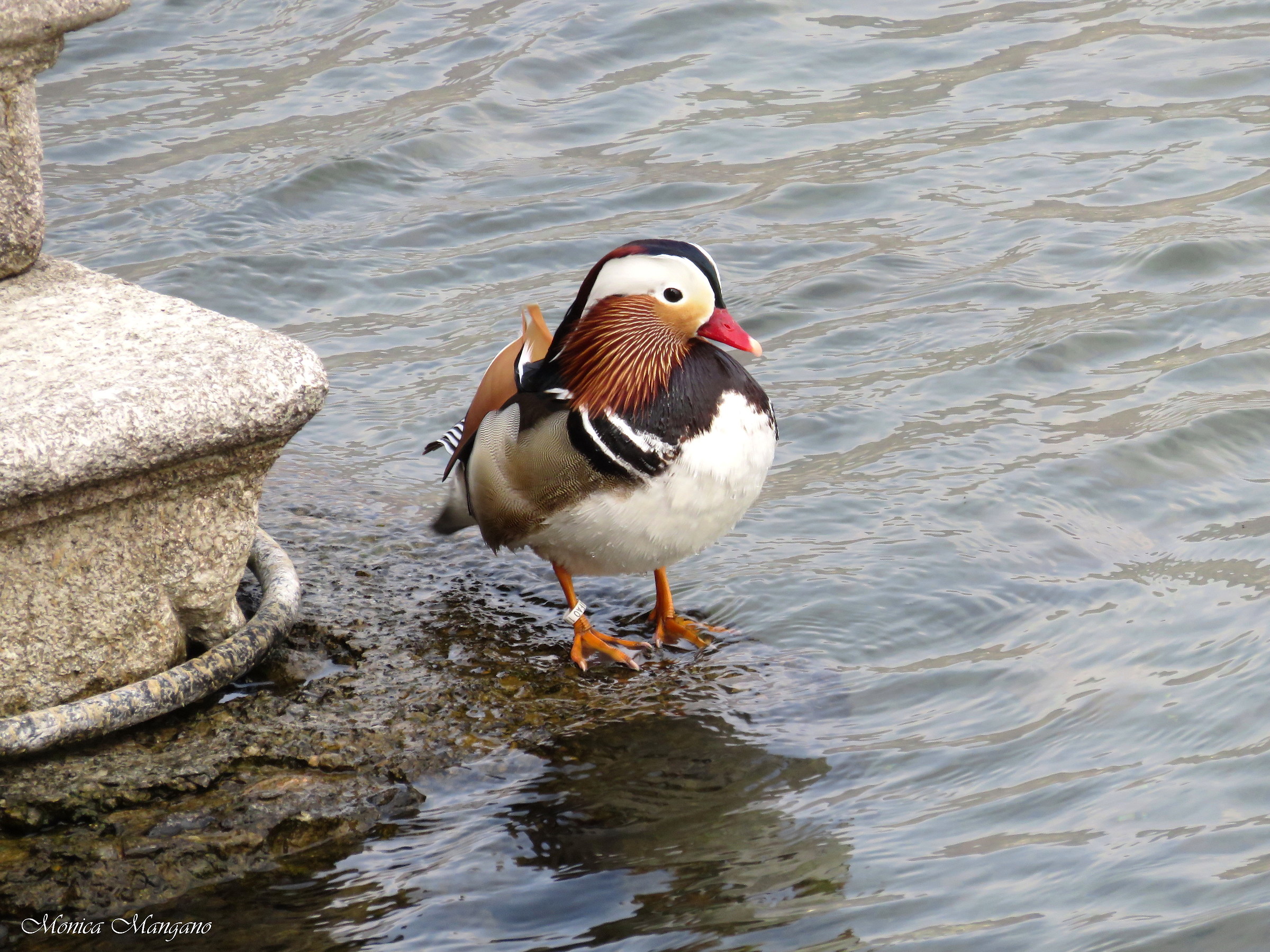 Anatra Mandarina - Lago d'Iseo