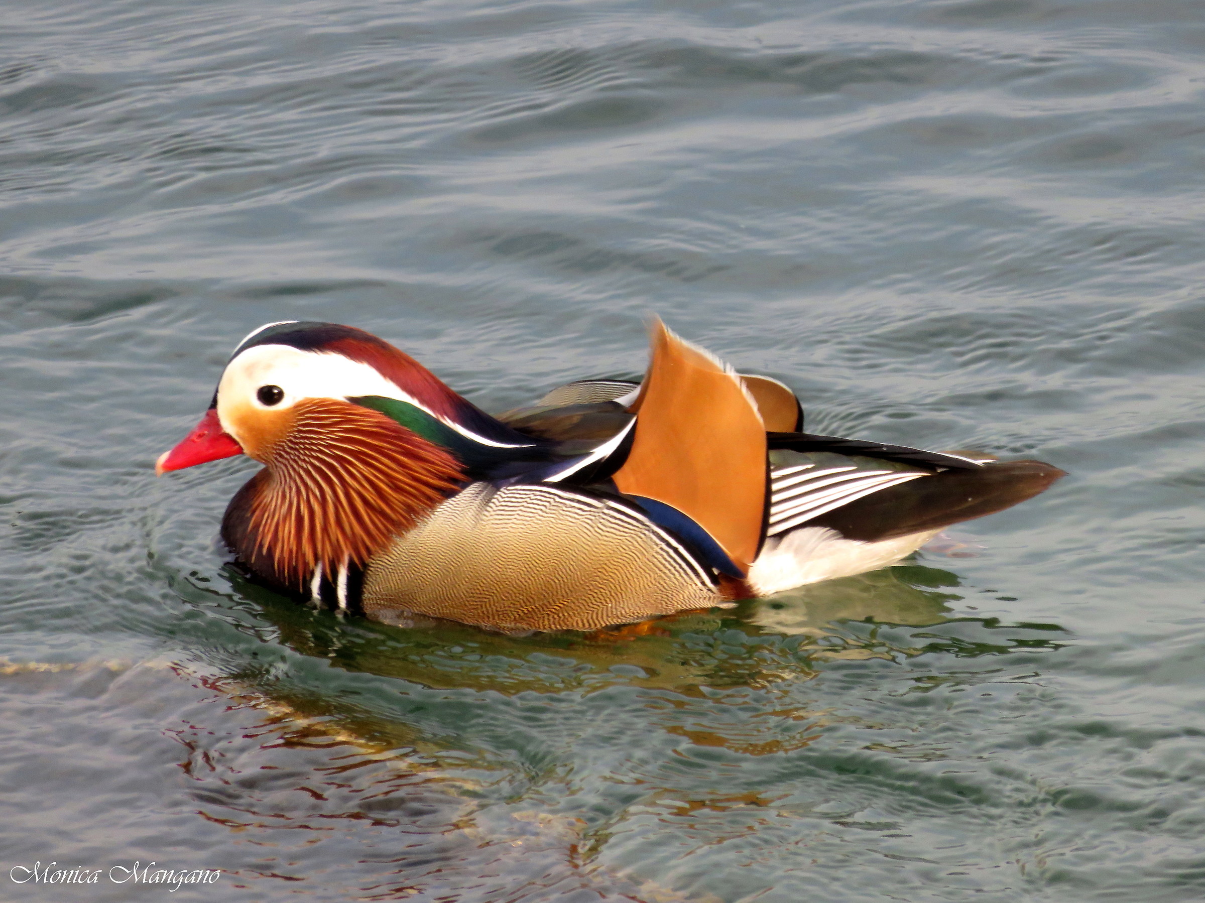 Anatra Mandarina - Lago d'Iseo