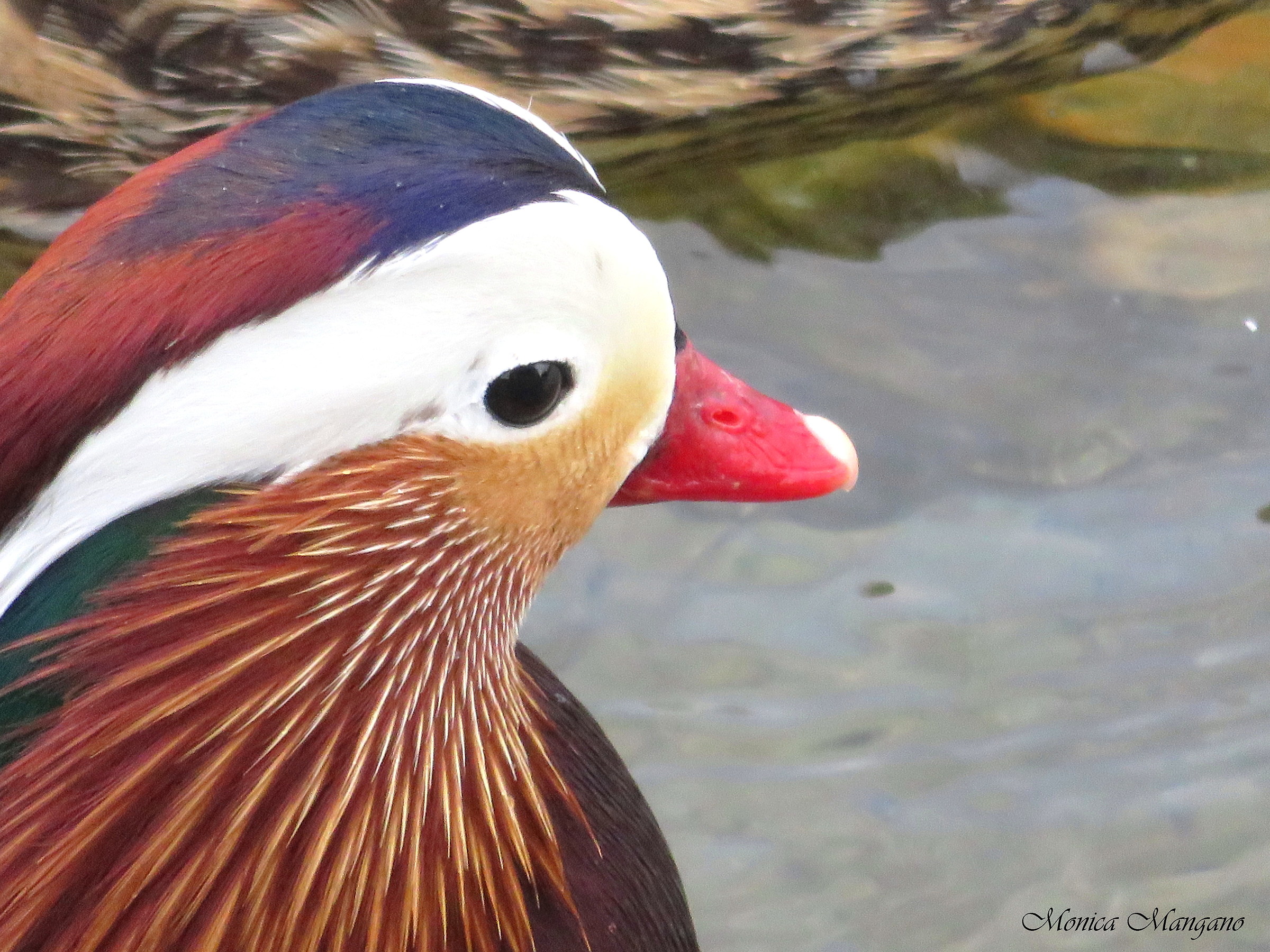 Anatra Mandarina - Lago d'Iseo
