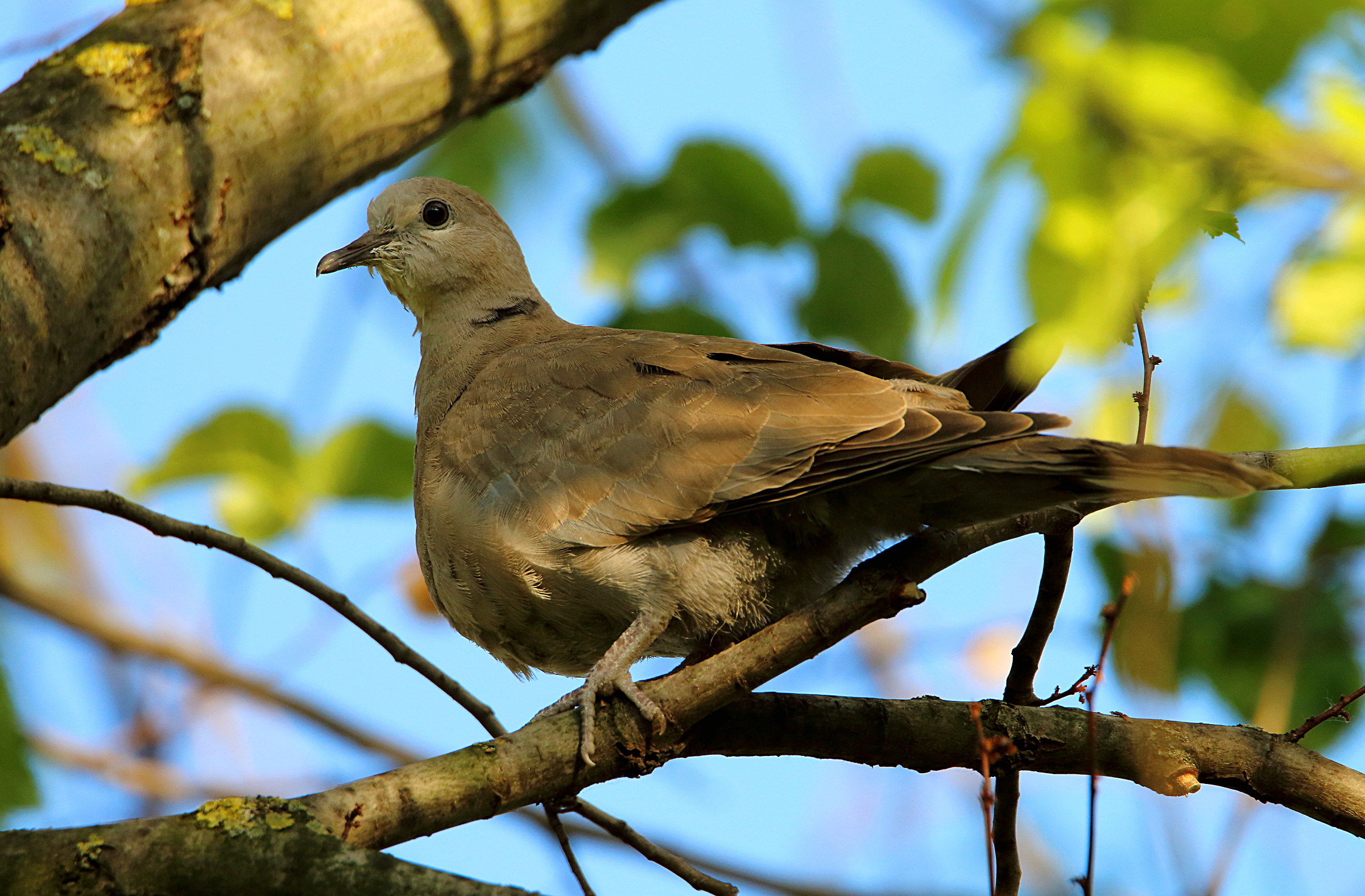 turtledove
