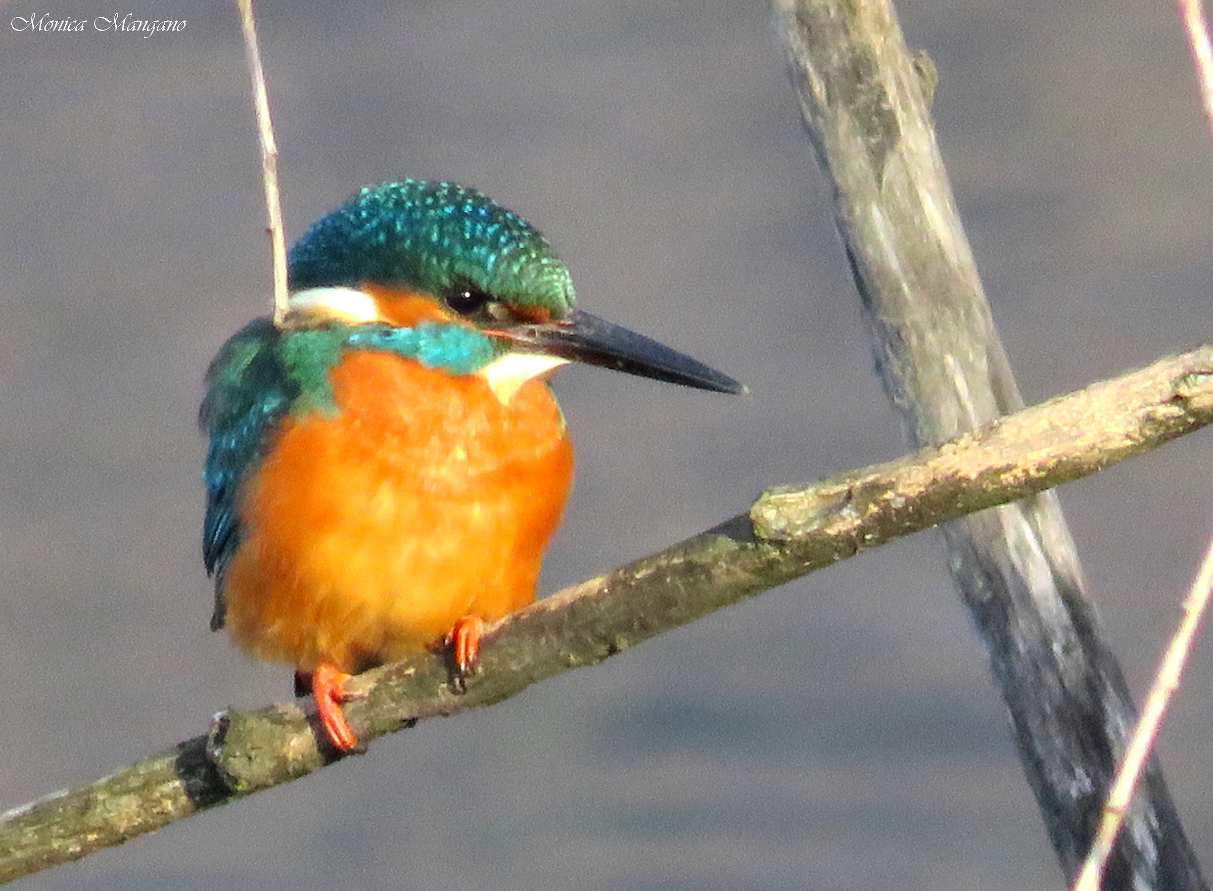 Martin Pescatore alle Torbiere del Sebino