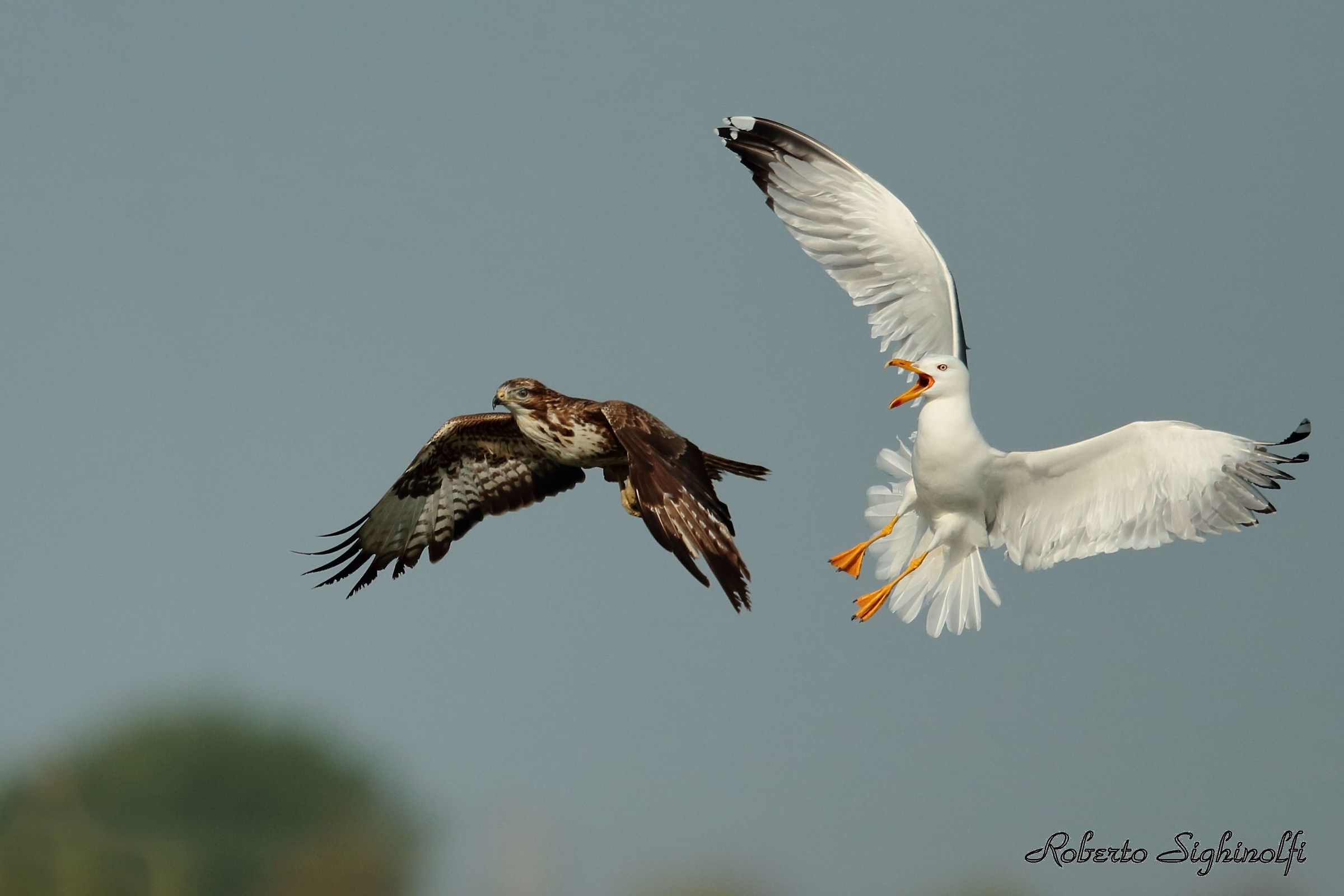 Gabbiano reale intimorisce Poiana 1