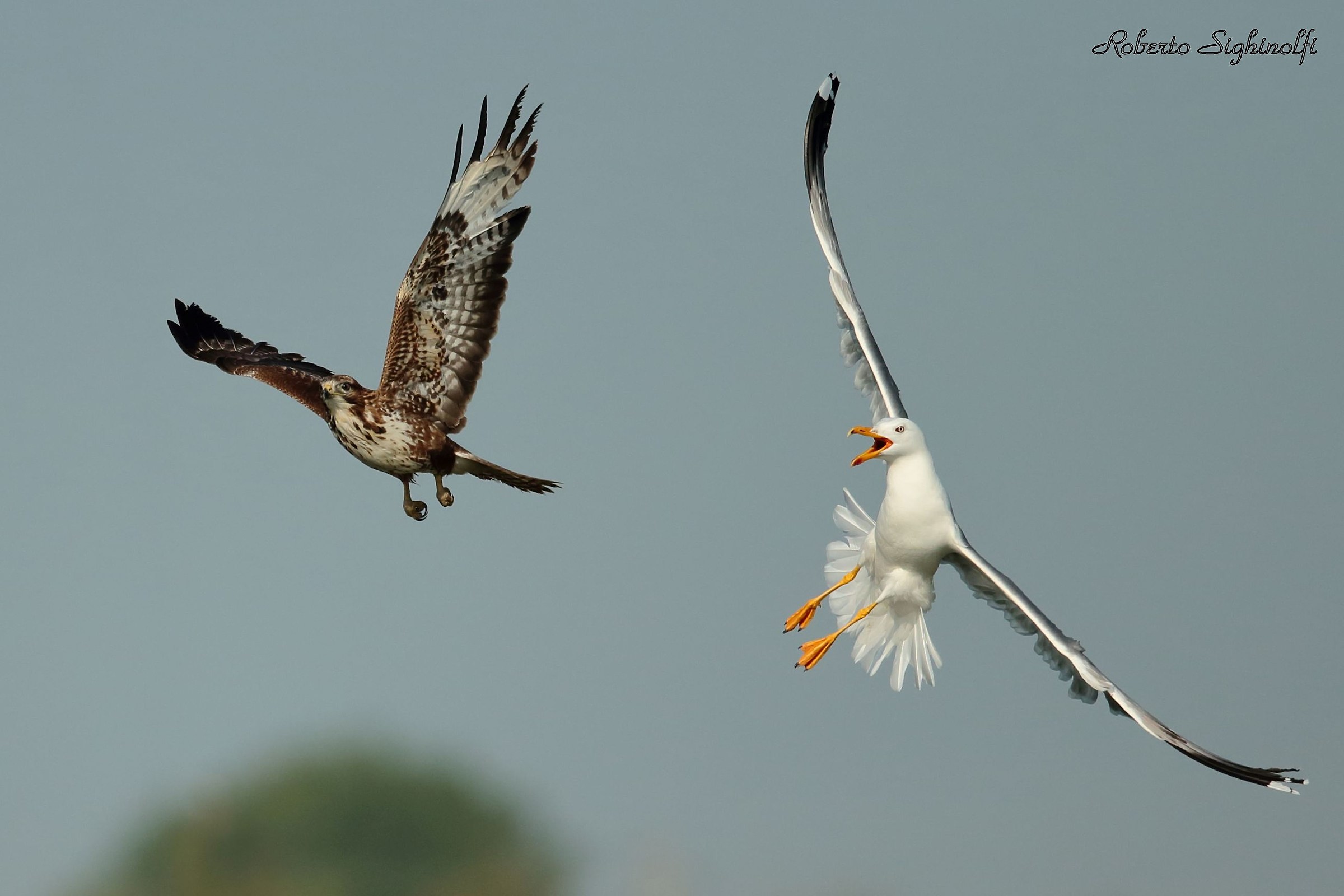 Gabbiano reale intimorisce Poiana 2