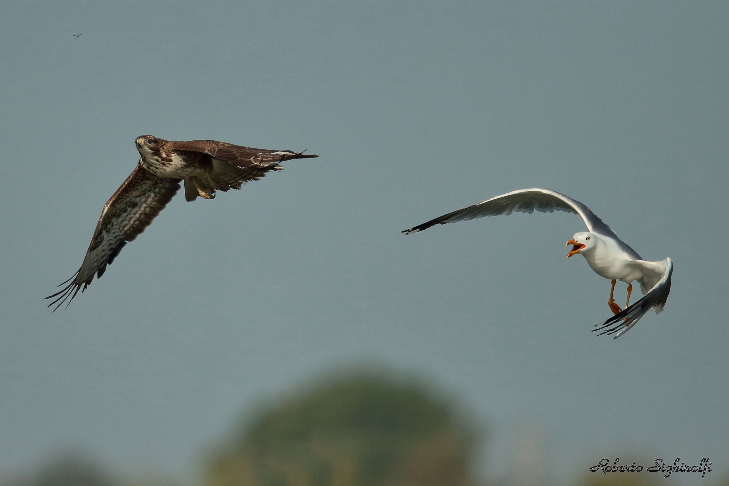 Gabbiano reale intimorisce Poiana 3