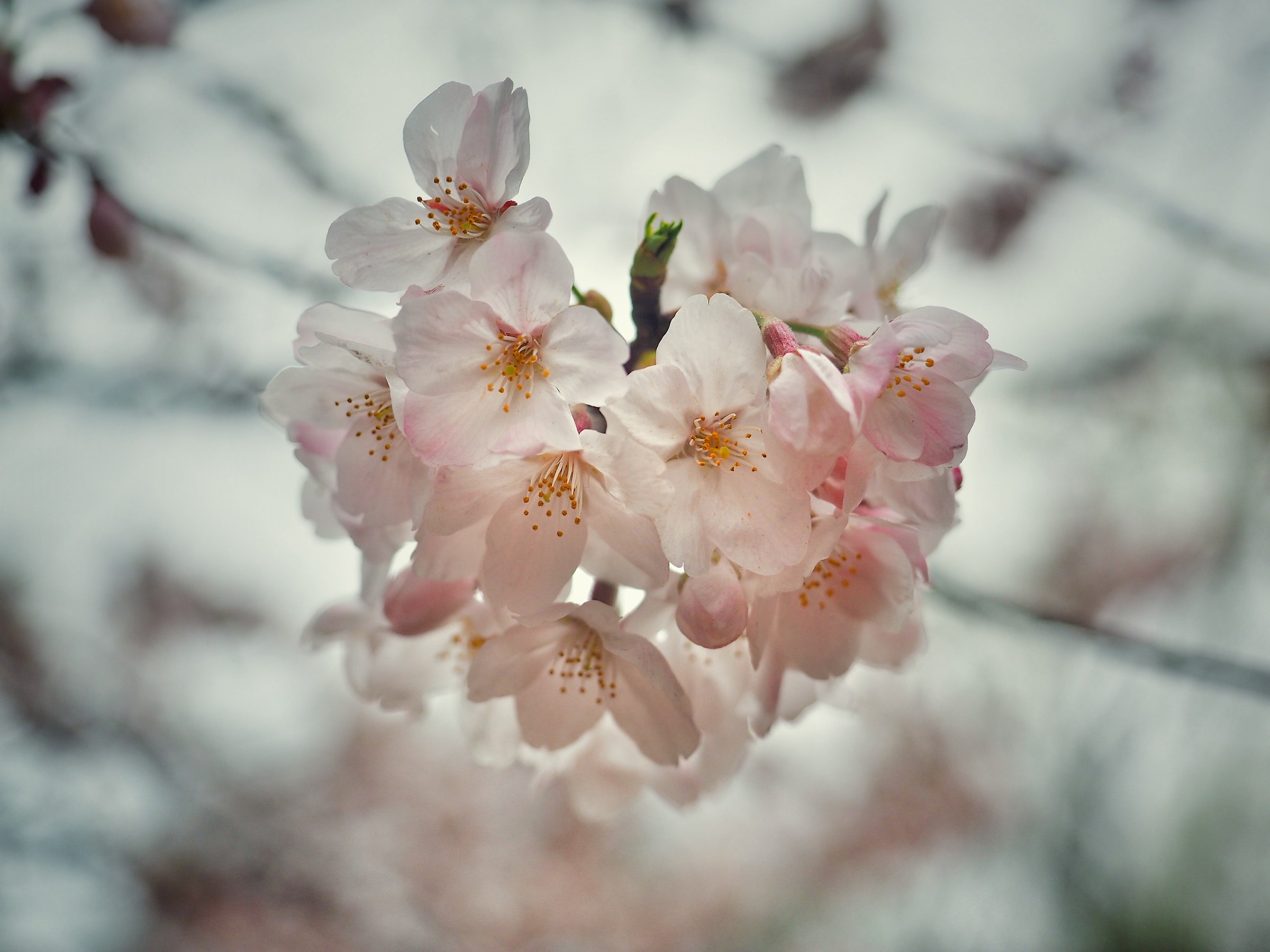 Sakura in clusters