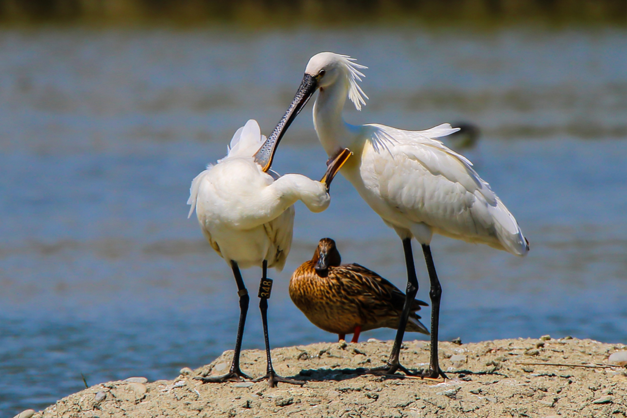 Spatole in corteggiamento