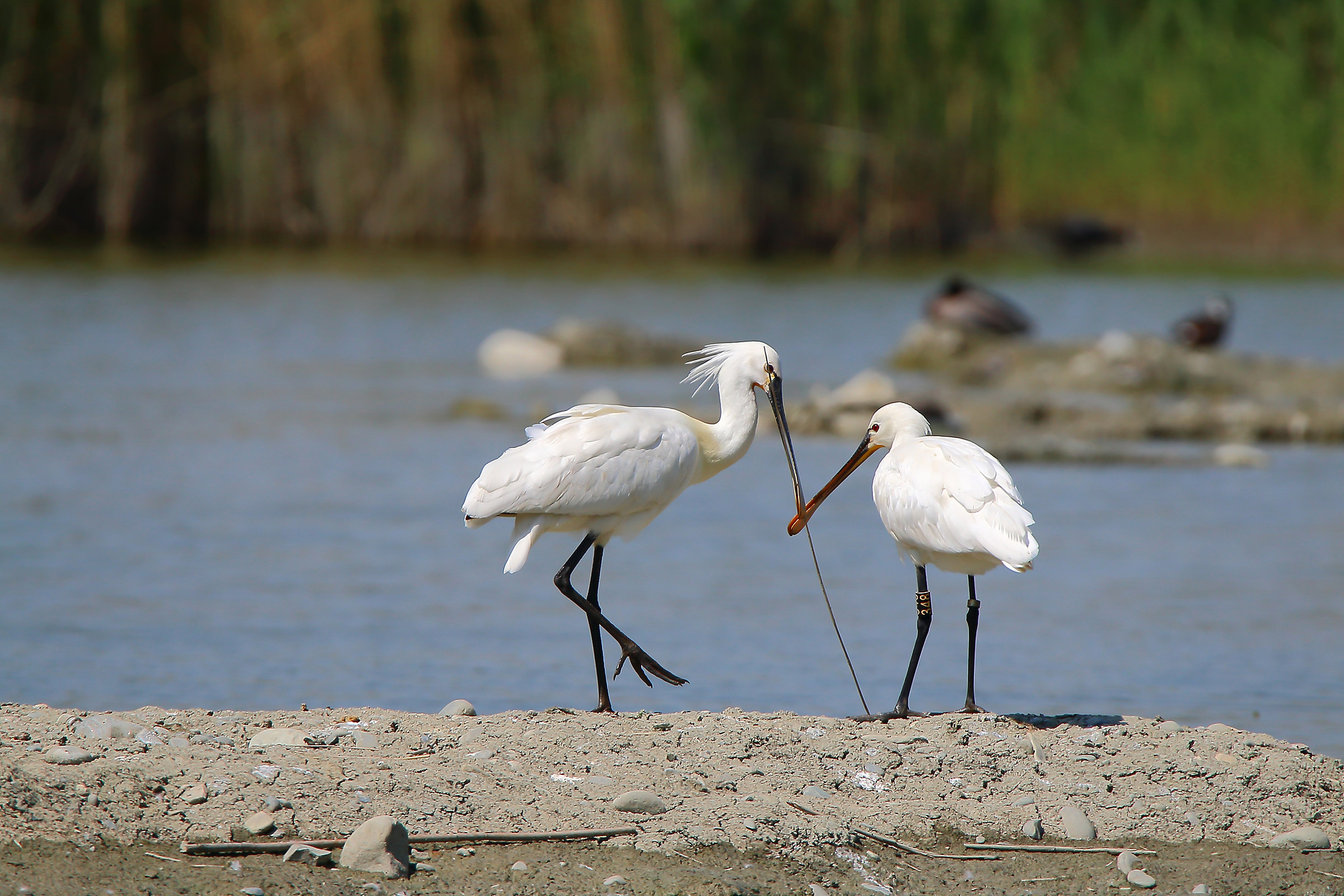 Spatple in courtship