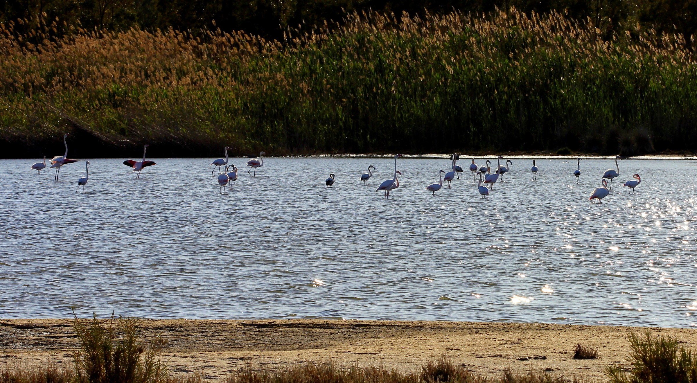 Nel piccolo stagno...