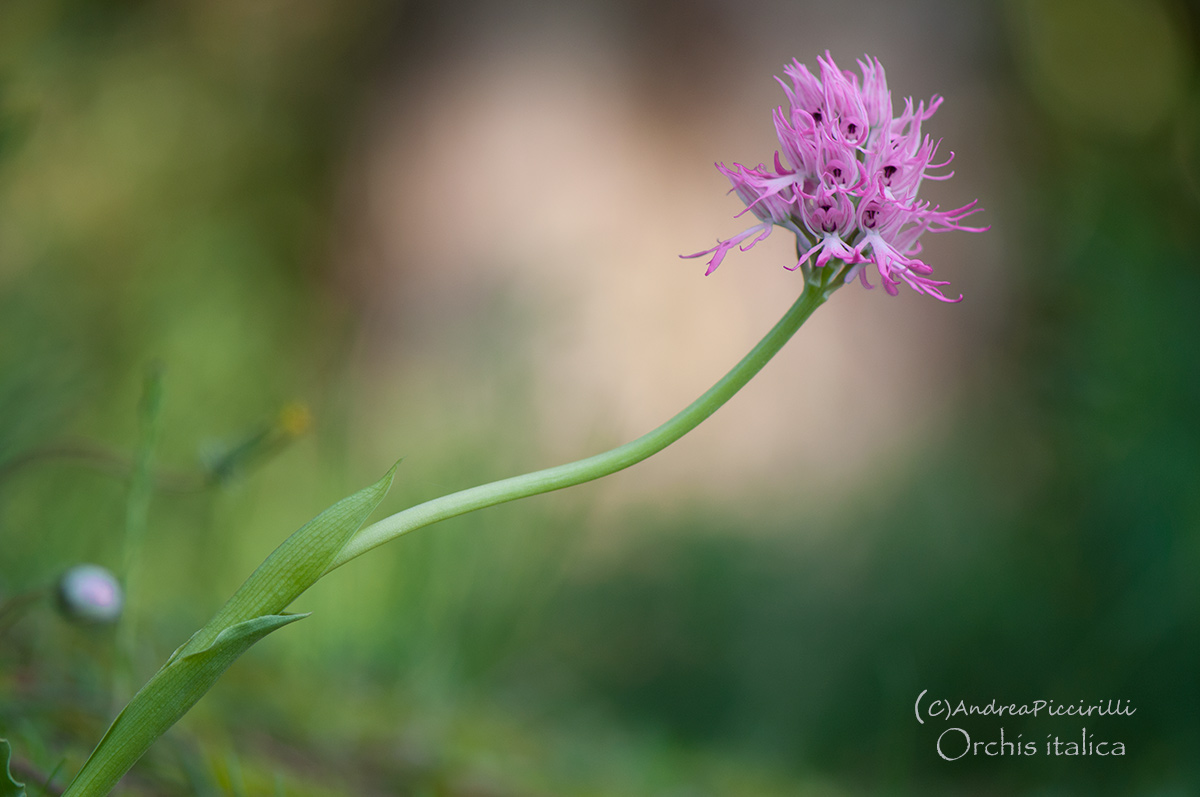 Orchis italica