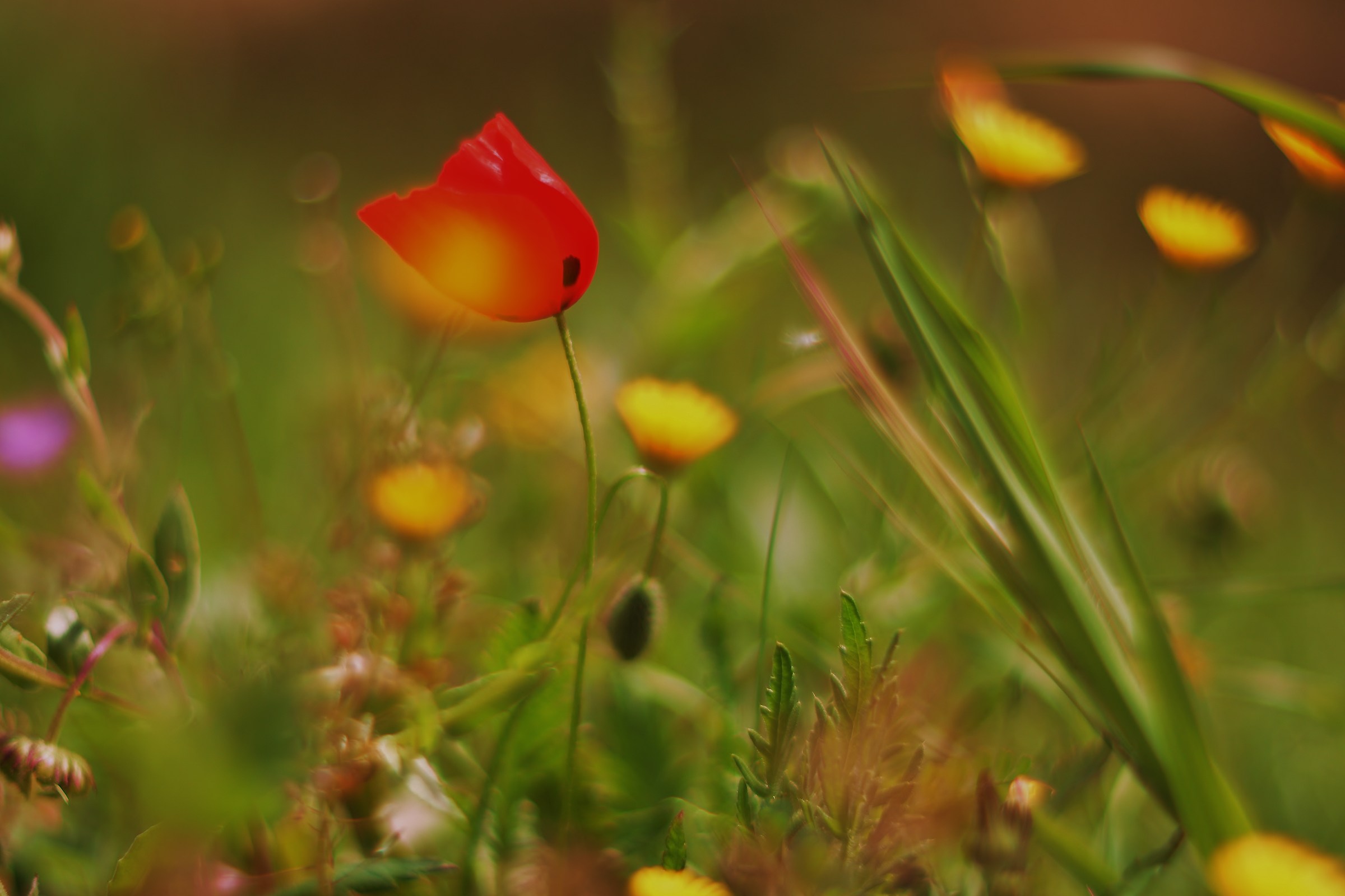 Evanescenza floreale in rosso