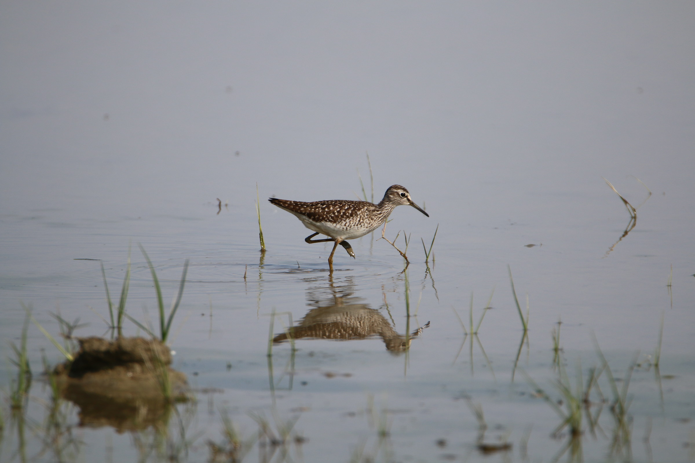 Sandpipers step by step