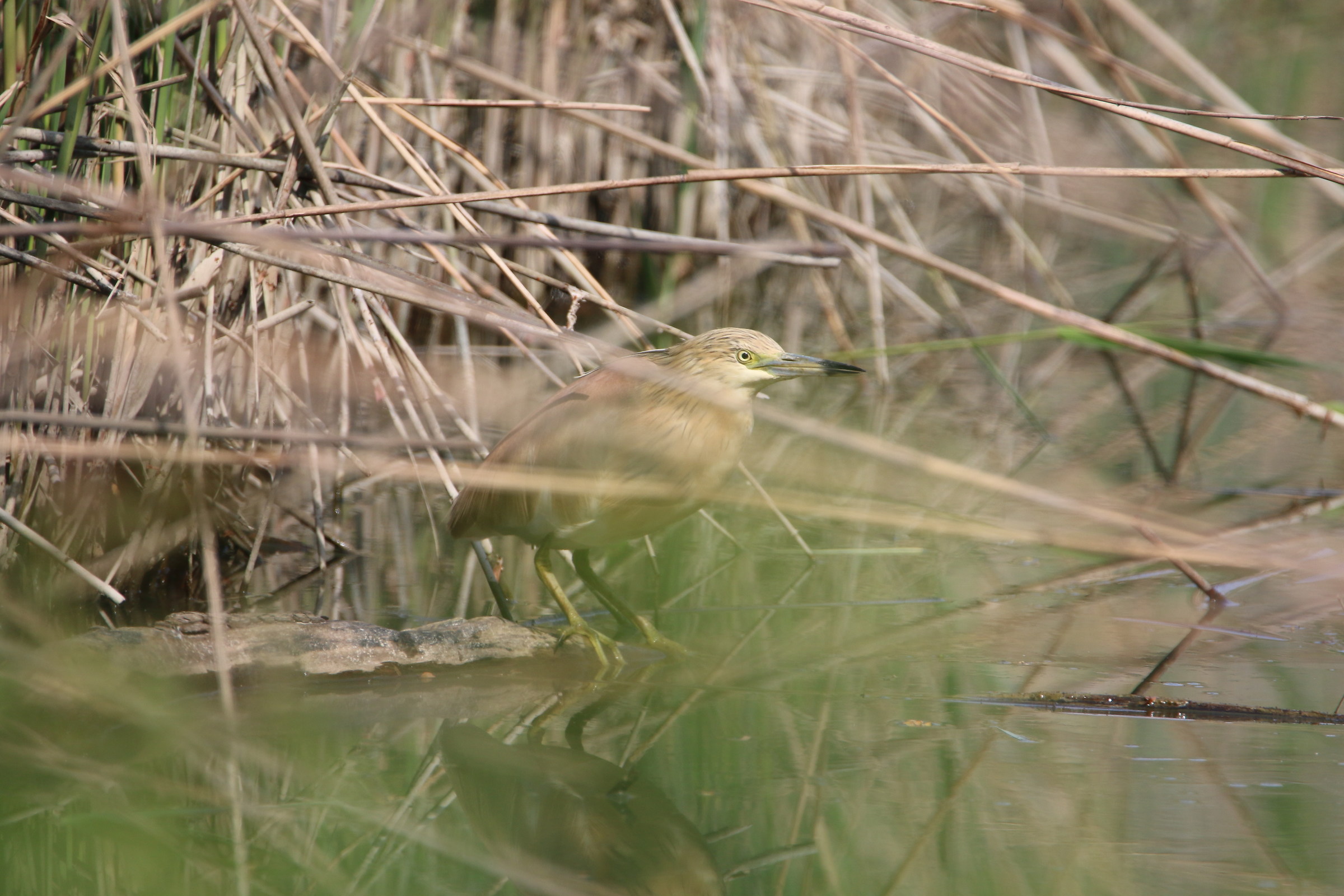 Mimicry (almost) perfect