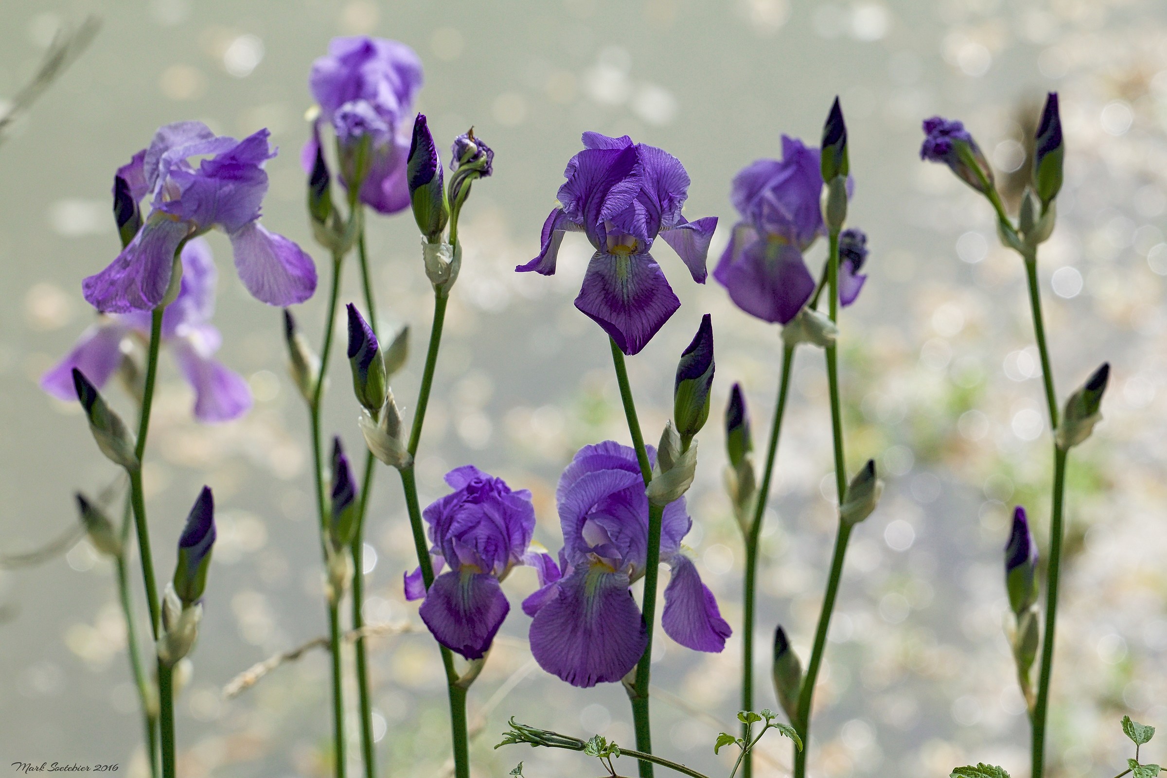 Iris germanica - Giaggioli