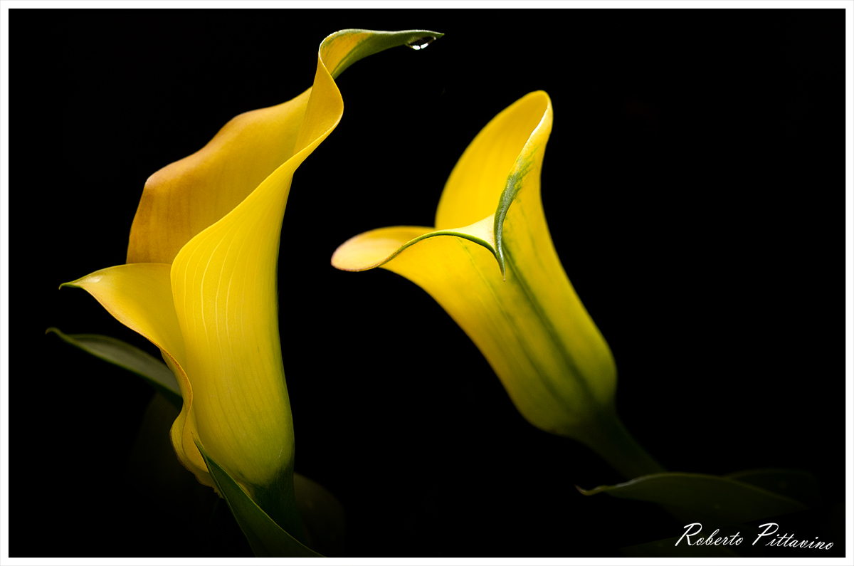 E coglierò ogni tua lacrima