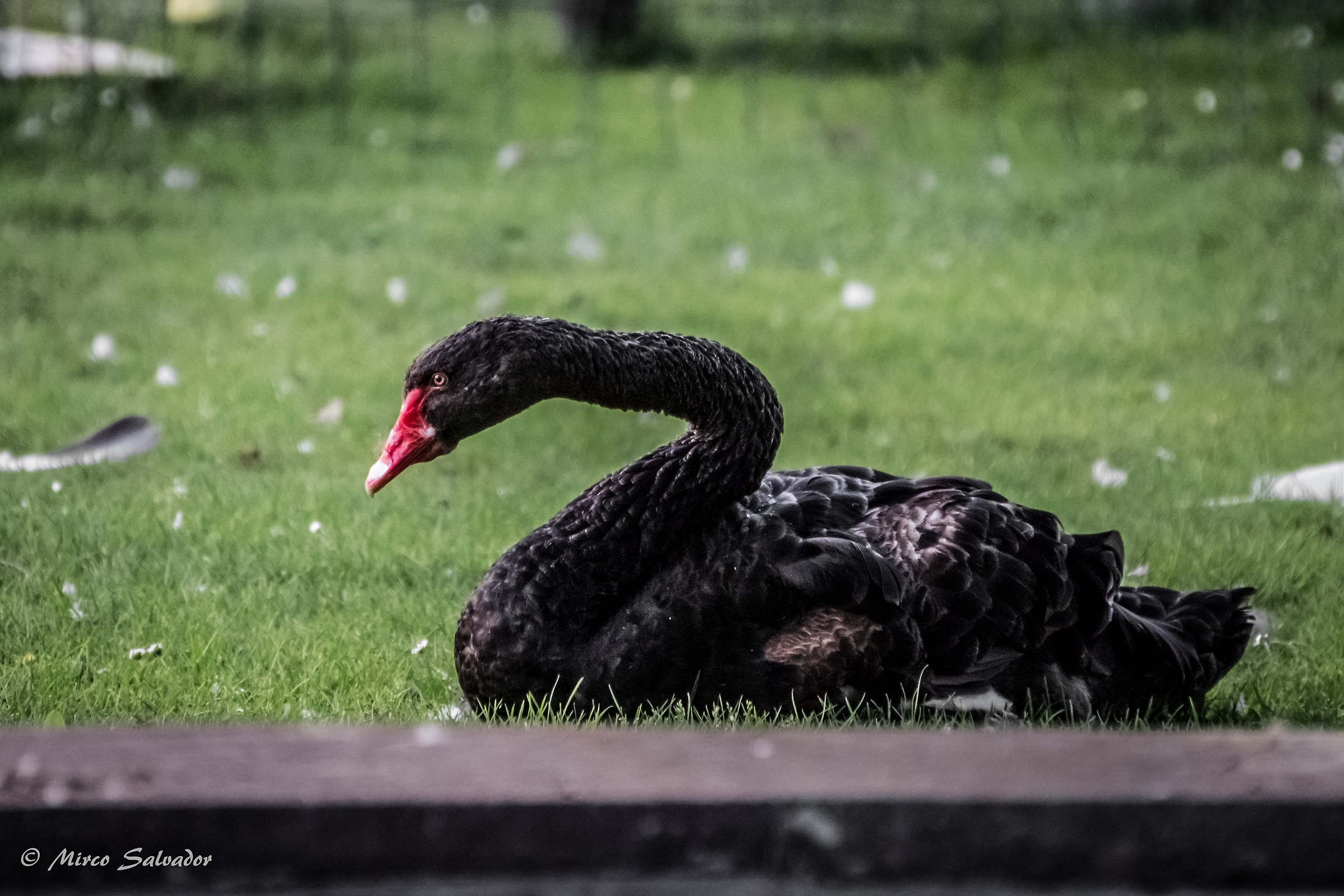 Black Swan