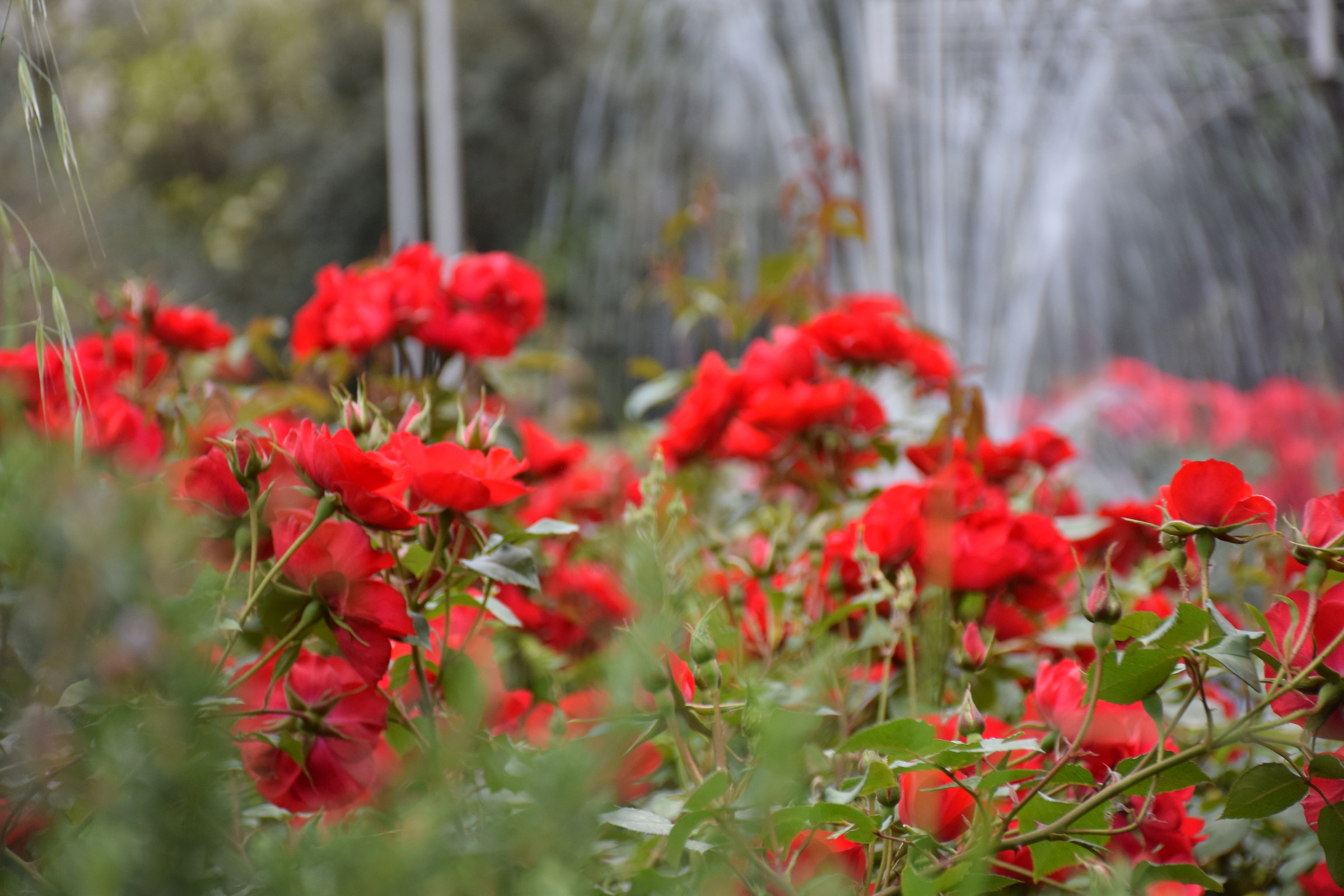 The garden in the city