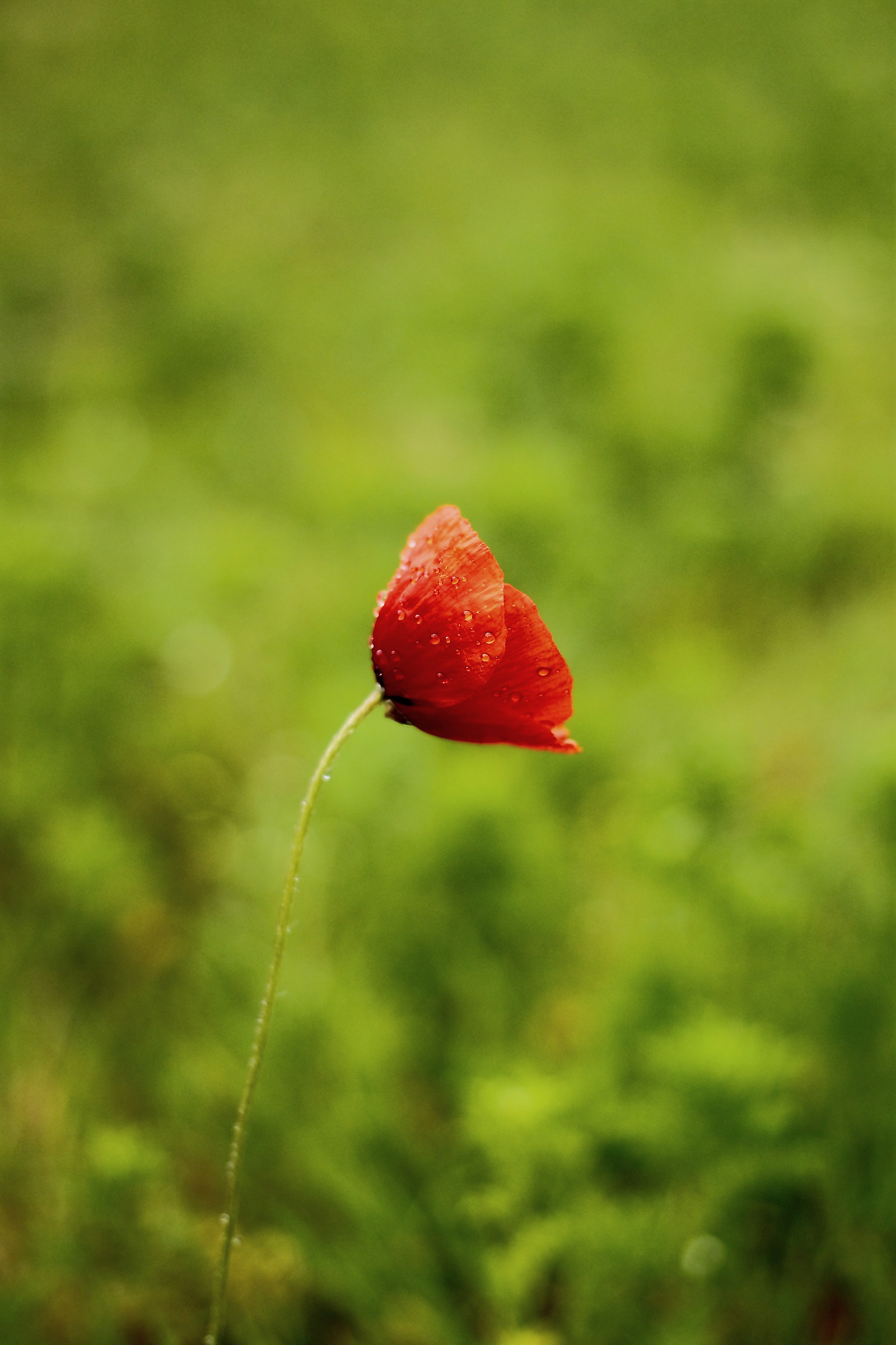 Alone in the green ...... and in the rain!