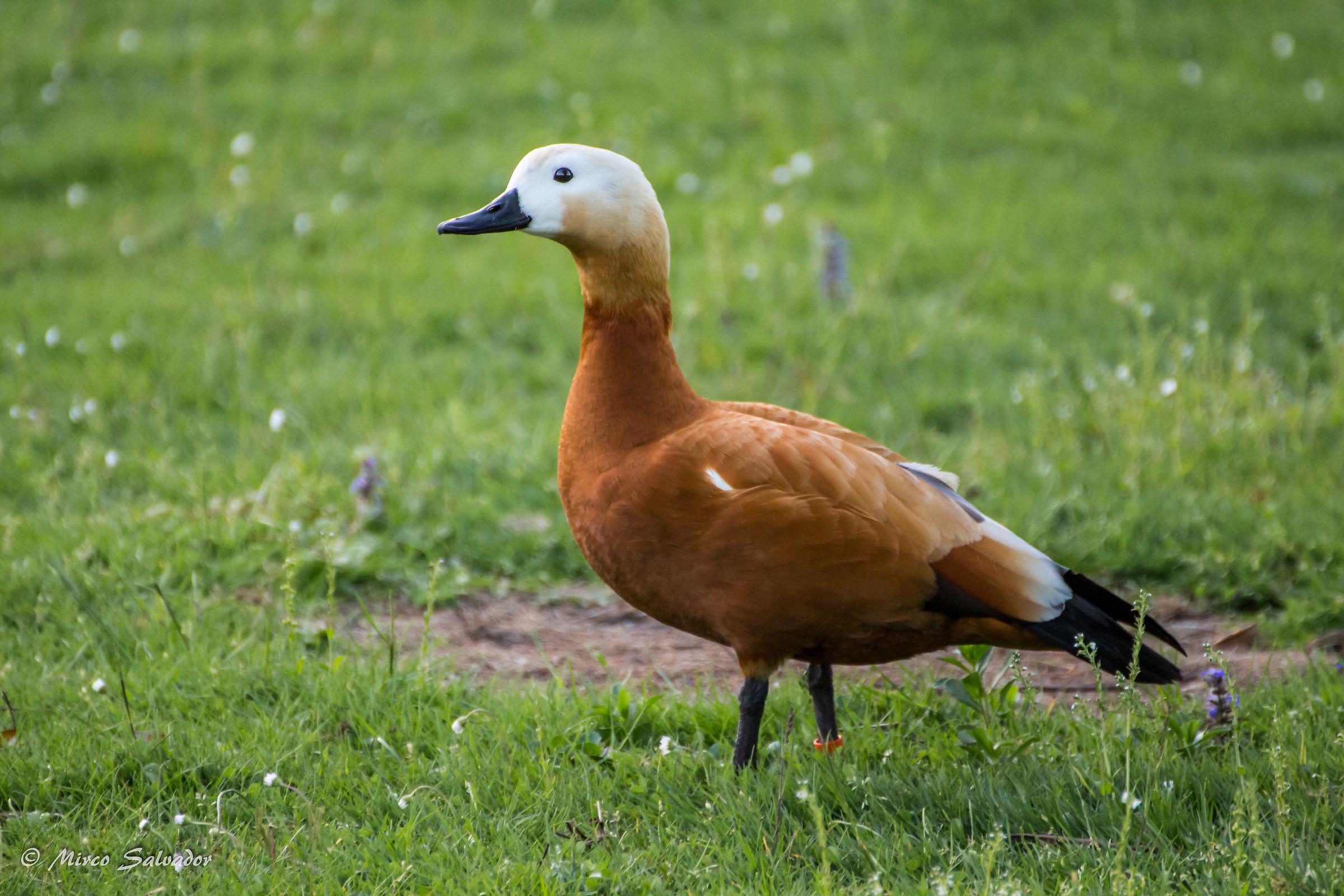 shelduck 1